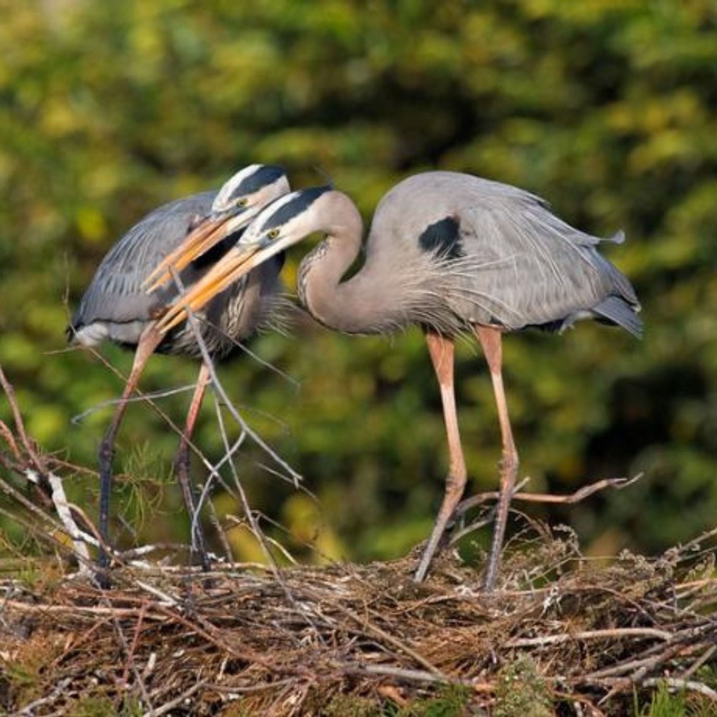 A Heron Nest Starts with Just One Stick