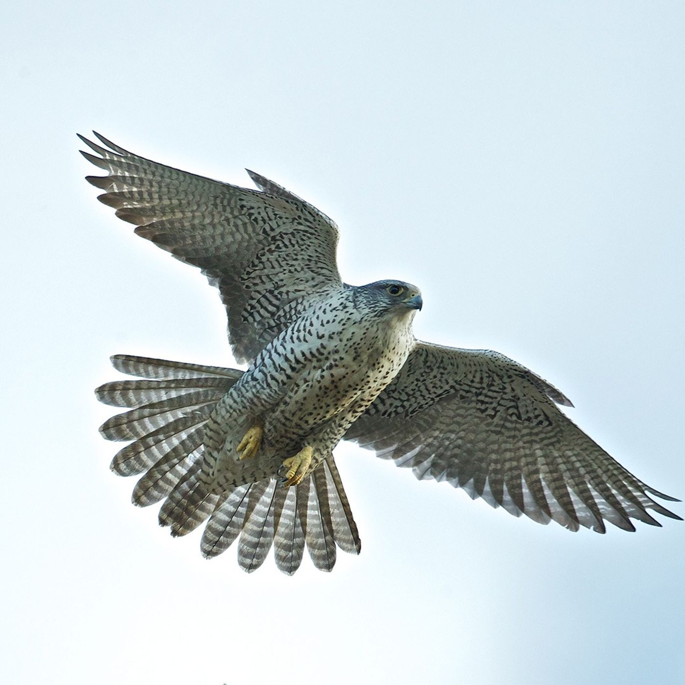 The Majestic Gyrfalcon