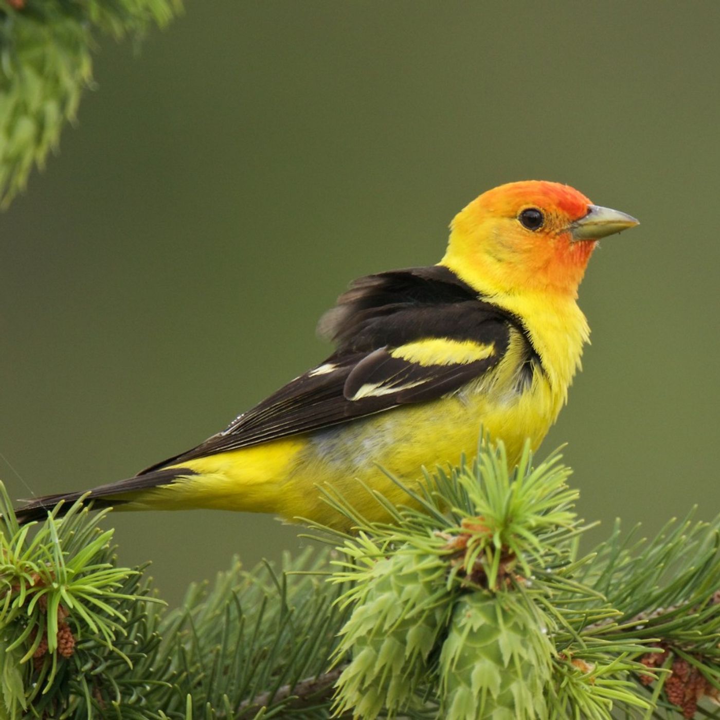 Western Tanagers Are Flashes of Bright Color
