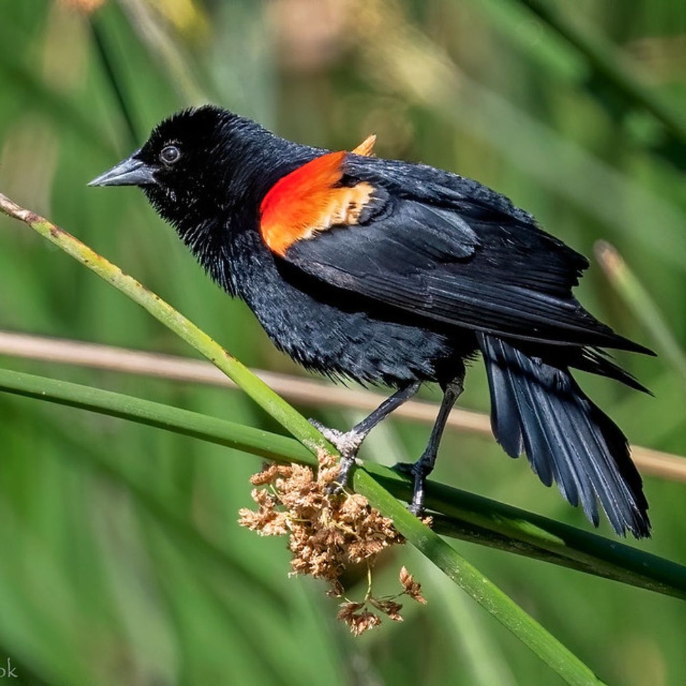 Help eBird Fill in the Gaps
