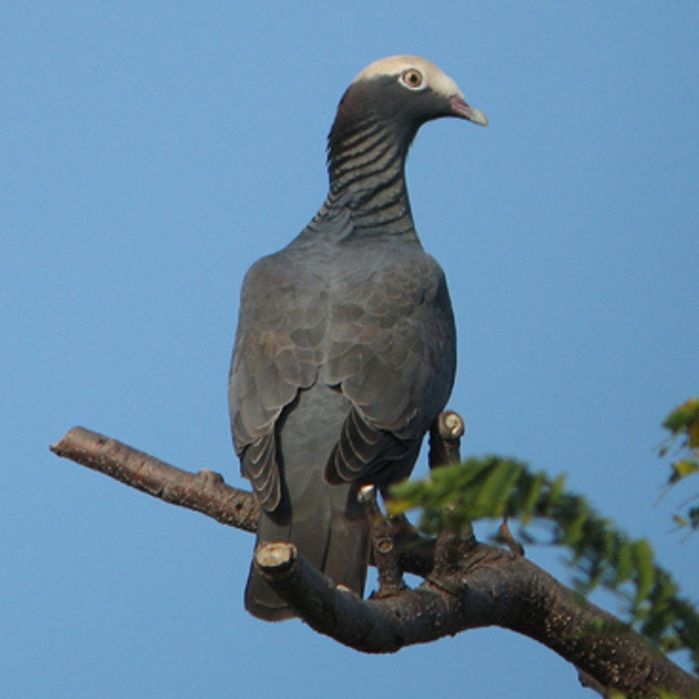 The White-crowned Pigeon