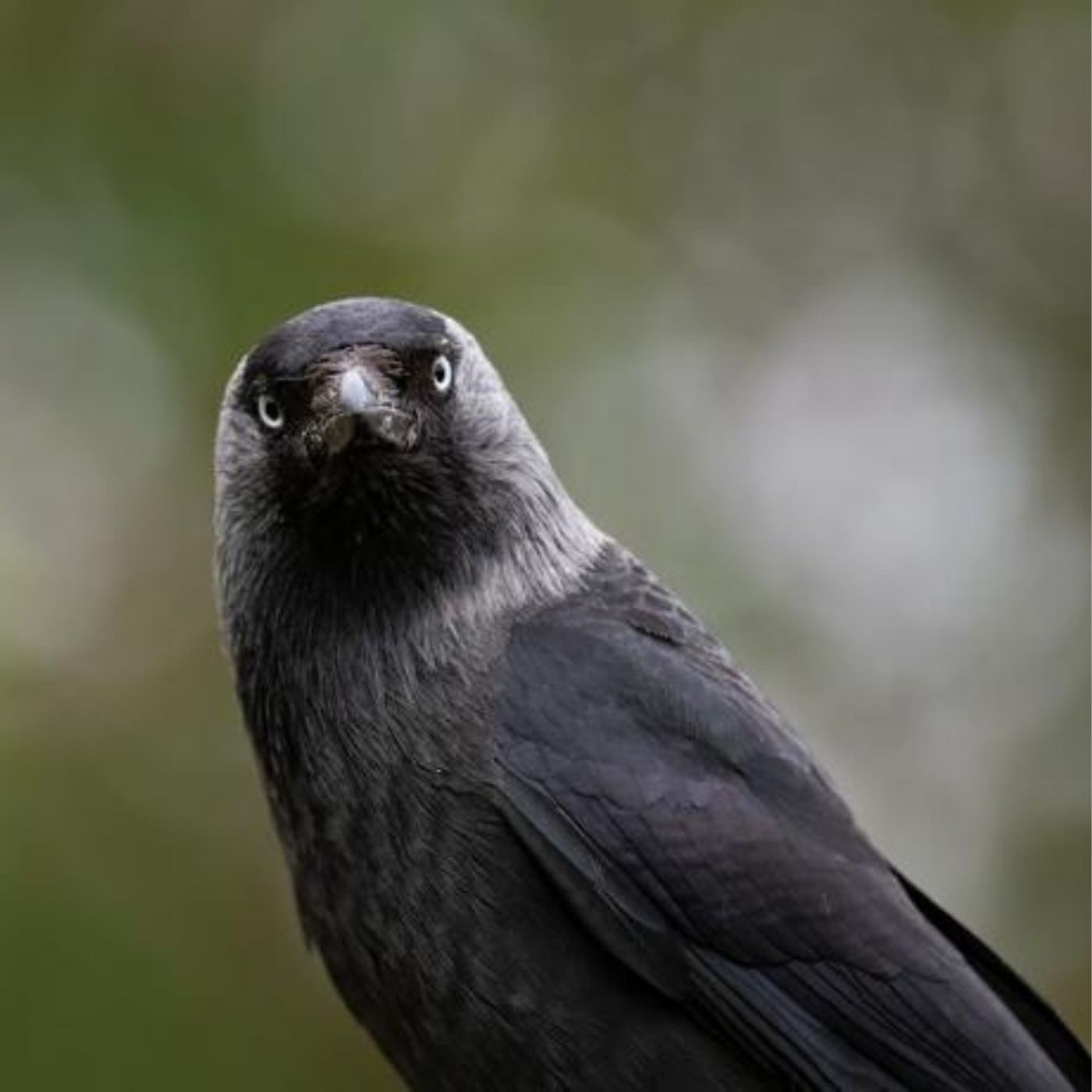 Legends of the Jackdaw