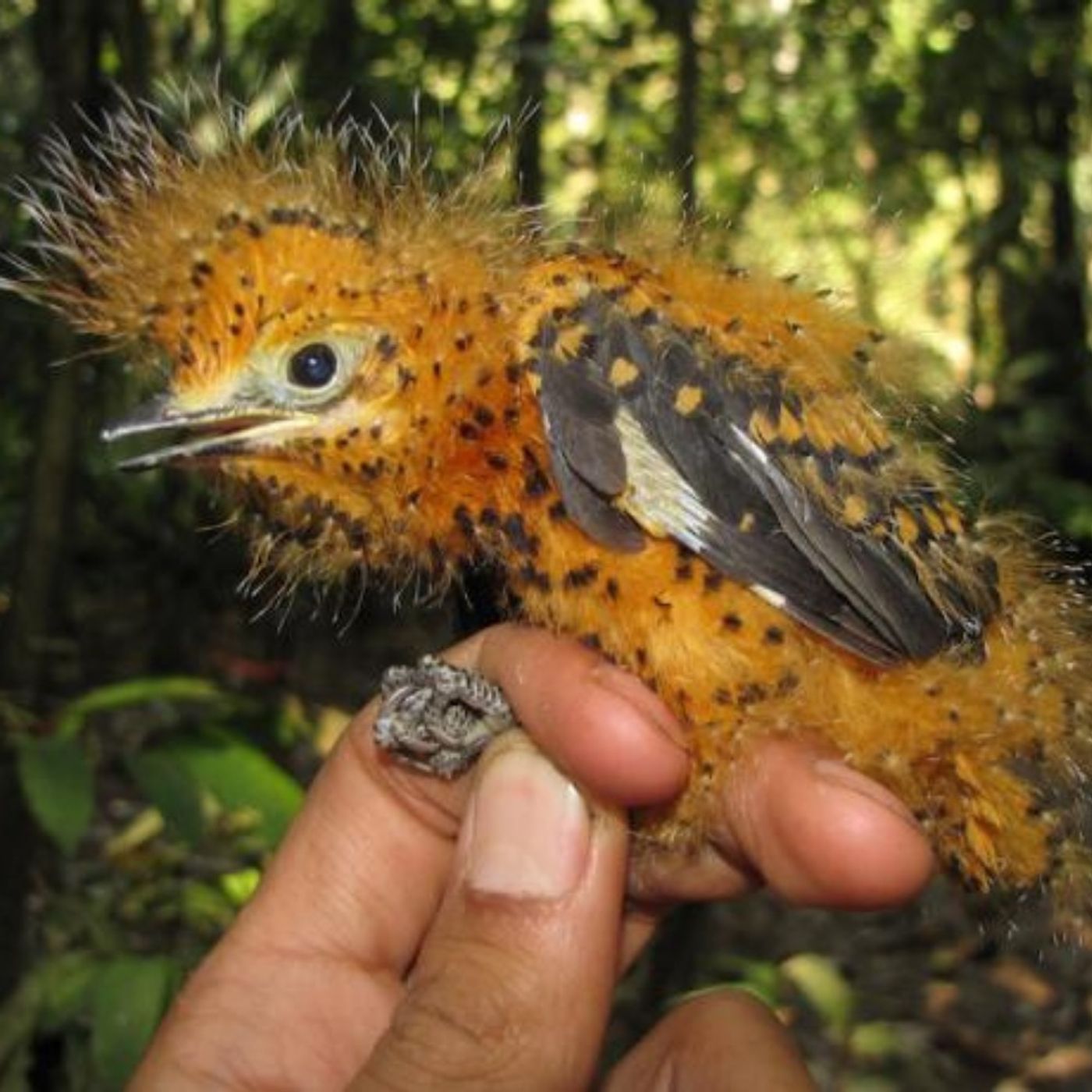 How a Bird Came to Look Like a Caterpillar