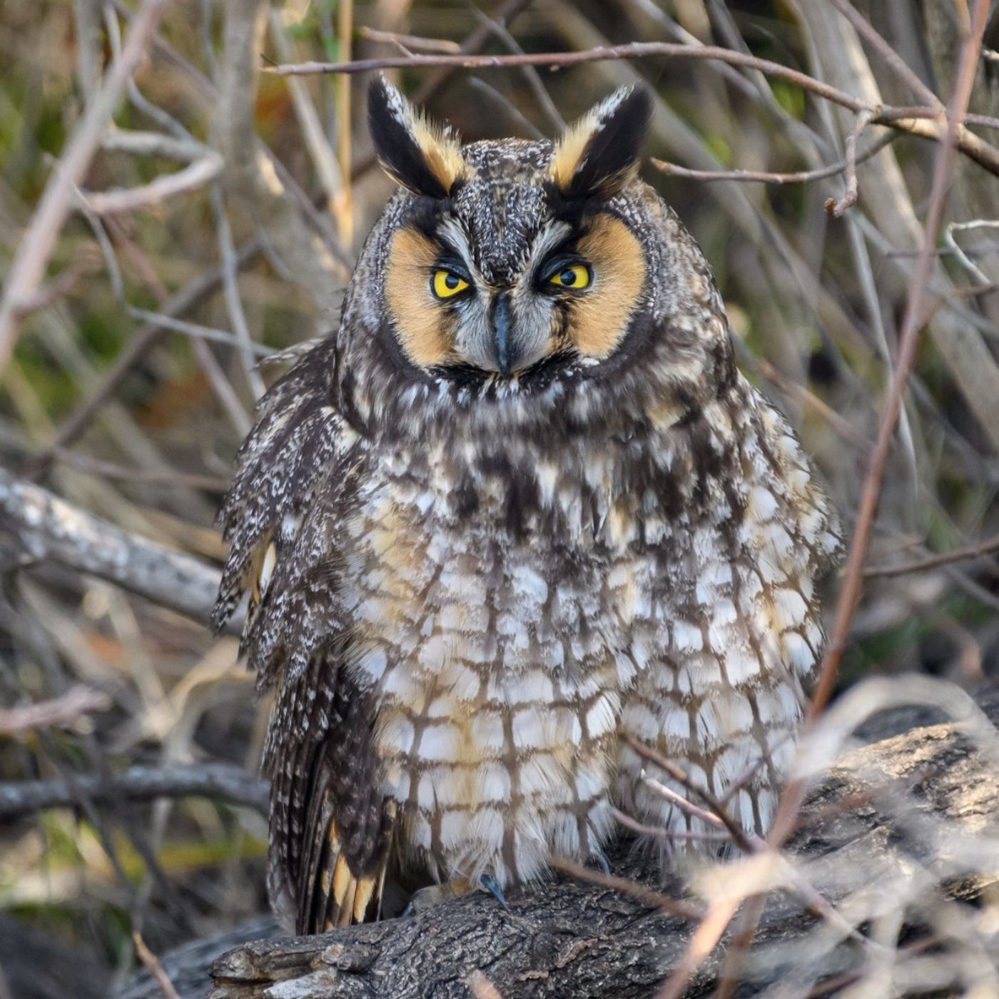 Owl Sounds with Becca Rowland