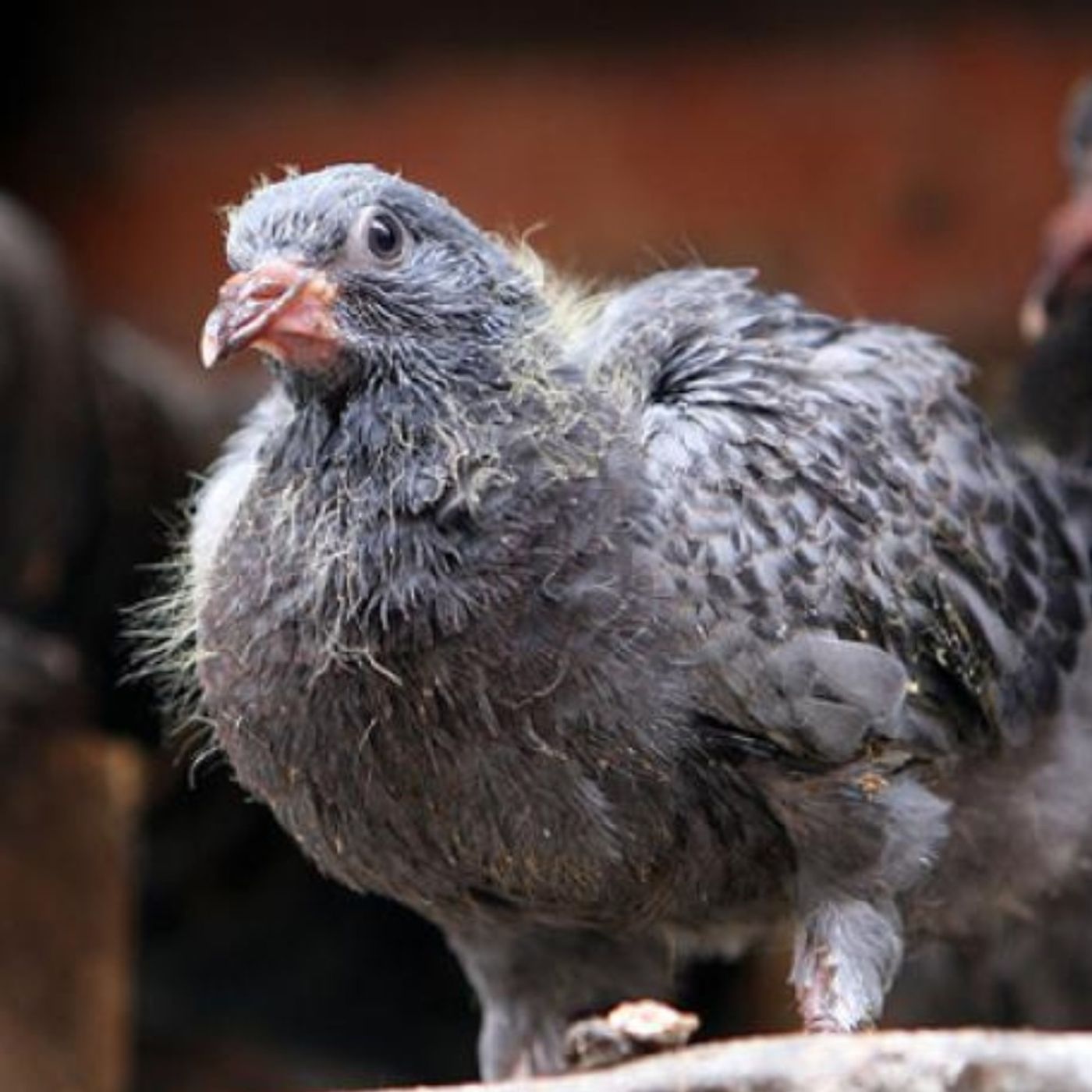 Pigeon Babies Do Exist