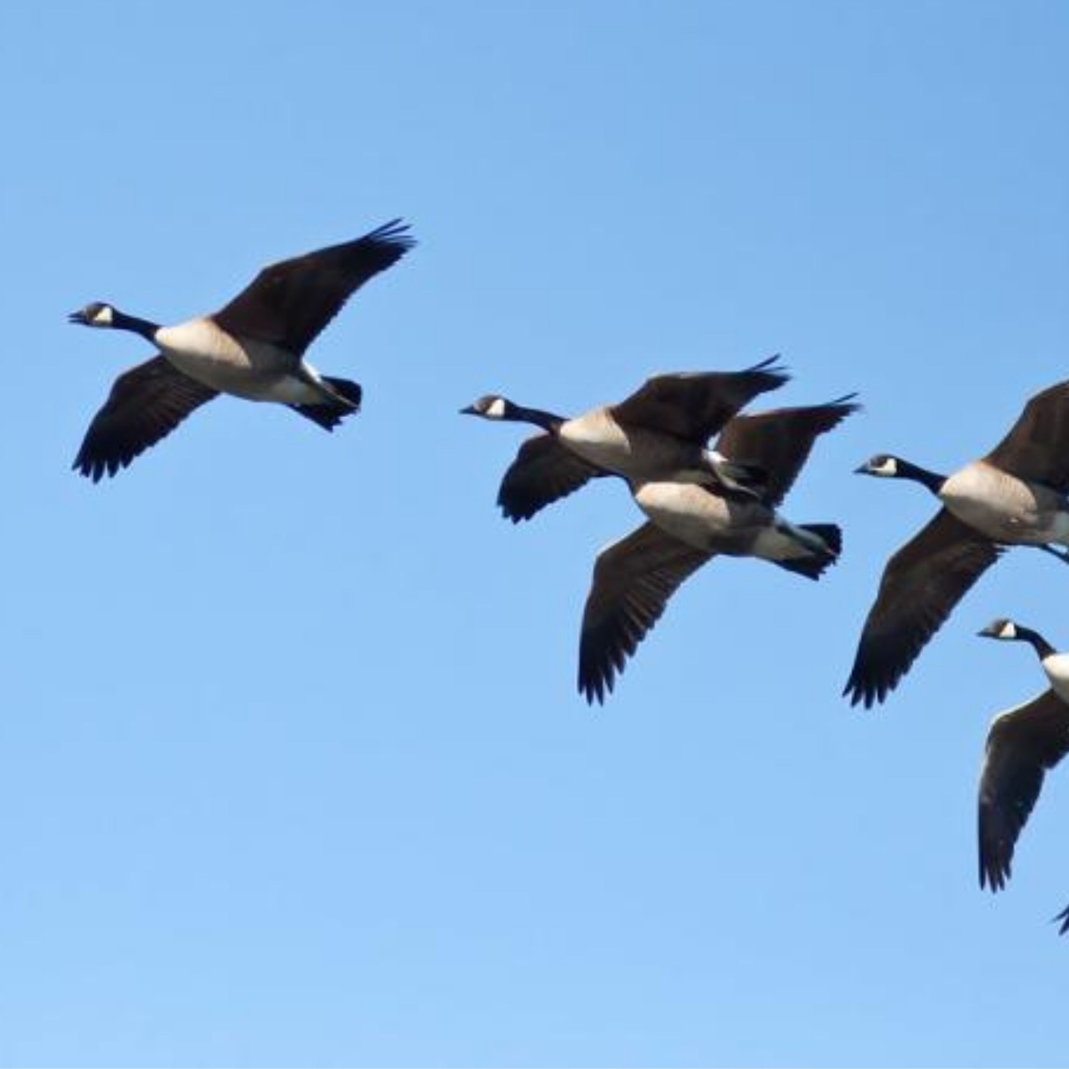 Geese Aloft: Flock Voices of March