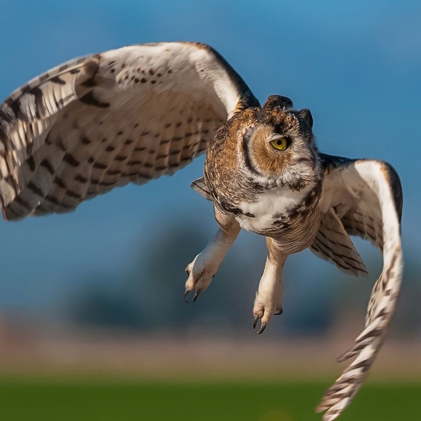 The Ferocious Feet of the Great Horned Owl