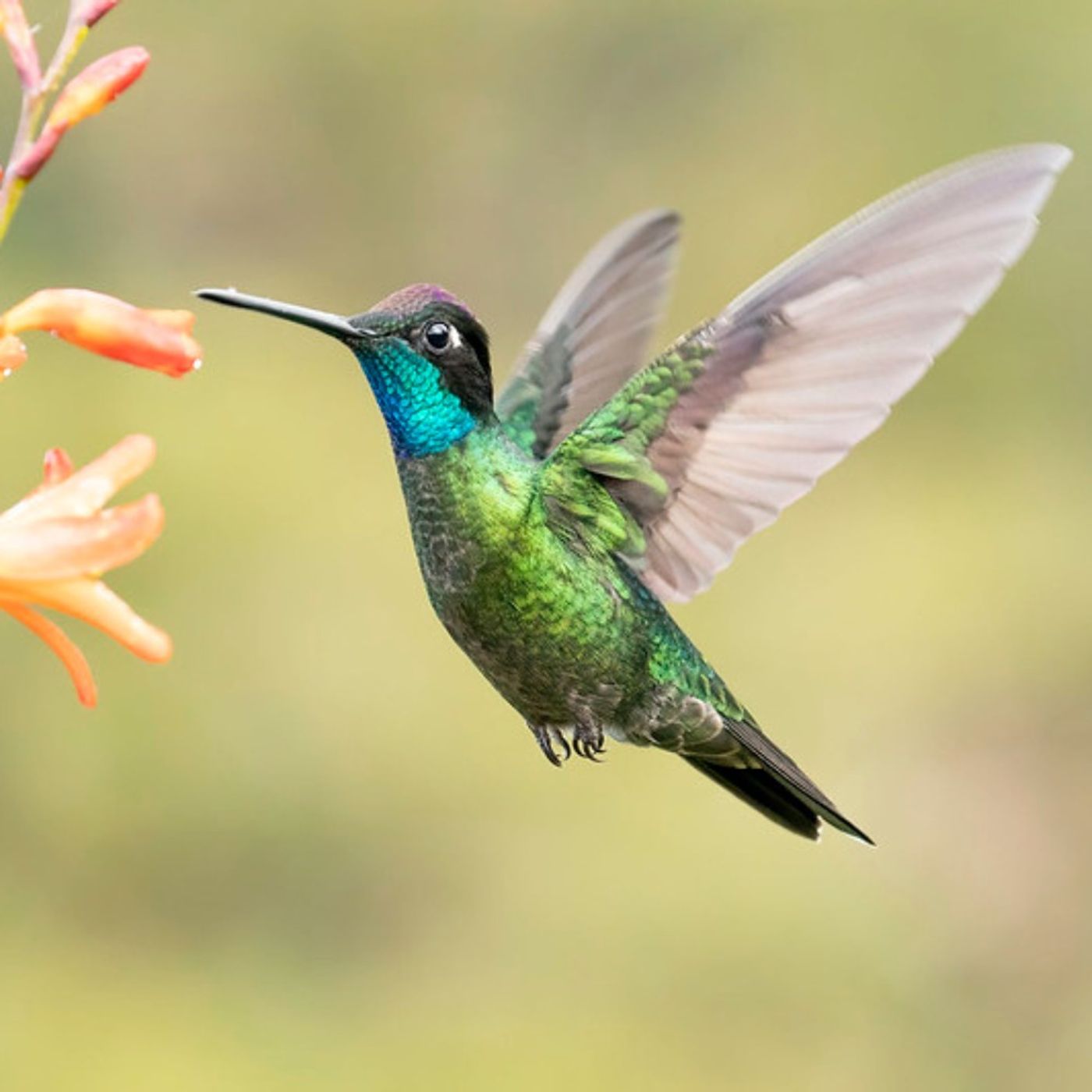 What Makes an Efficient Flying Bird?