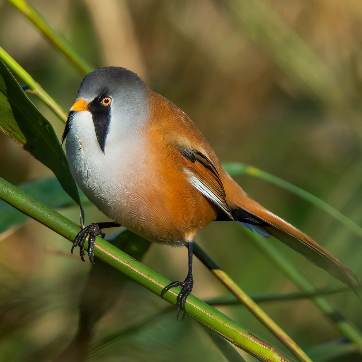 The Delightfully Round Bearded Reedling