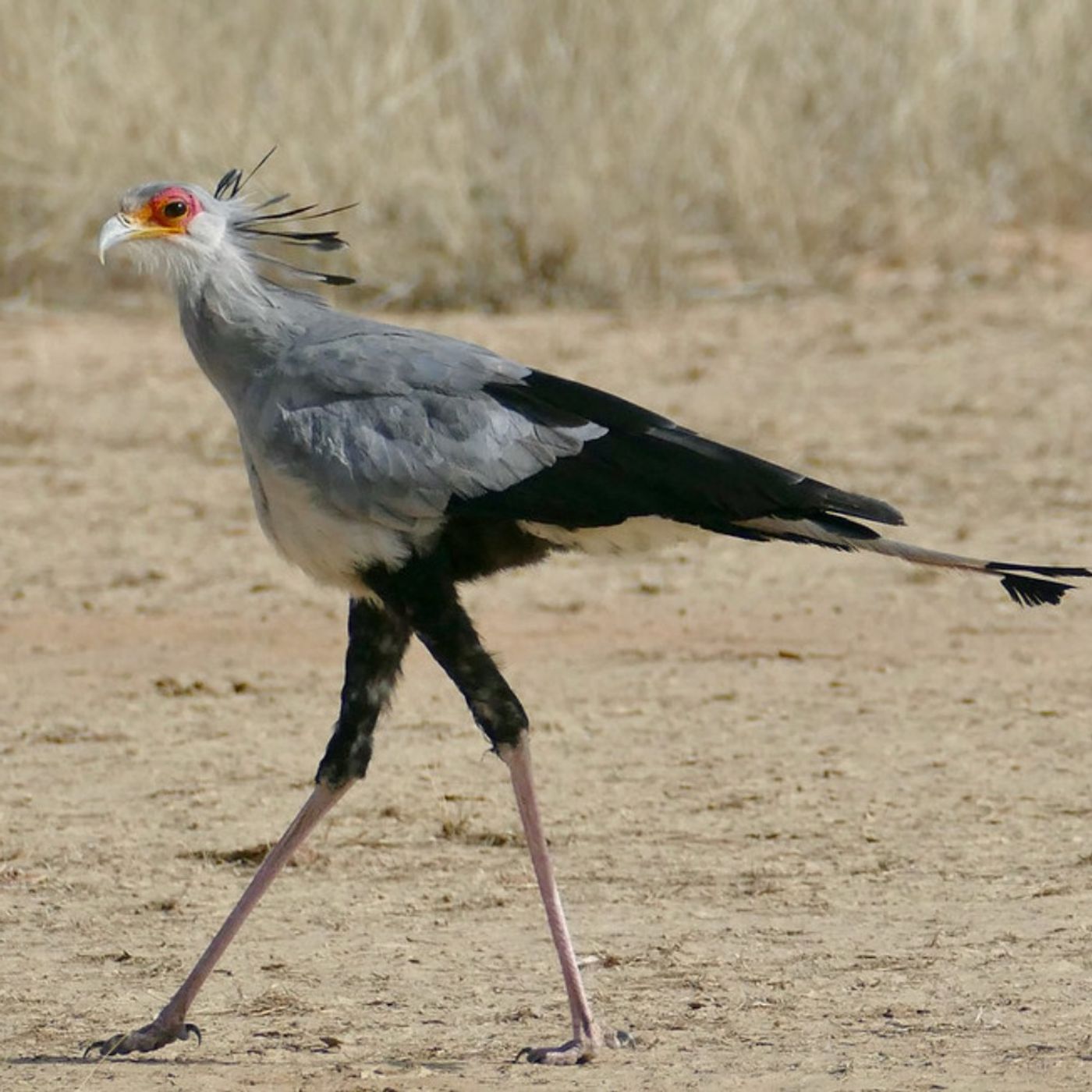 The Secretarybird: Eagle on Stilts