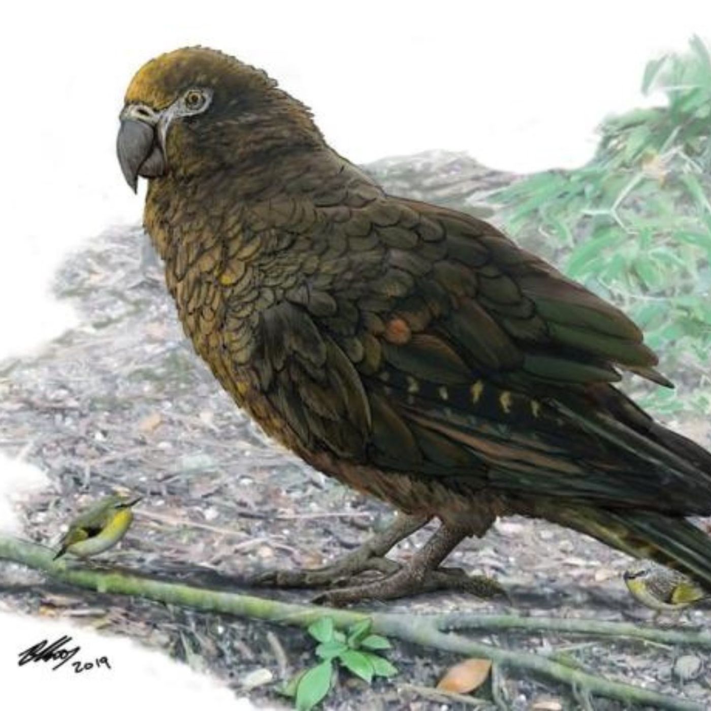 A Giant Parrot of New Zealand