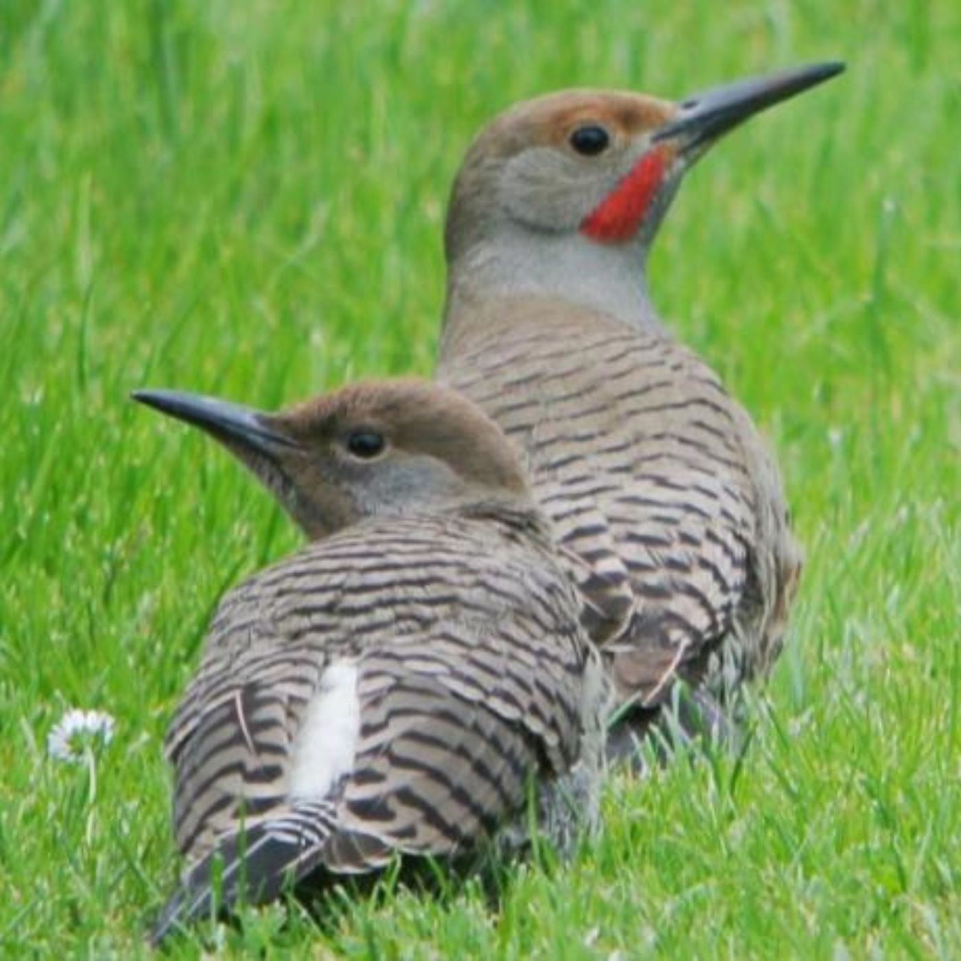 Baby Birds – Leave Them Alone