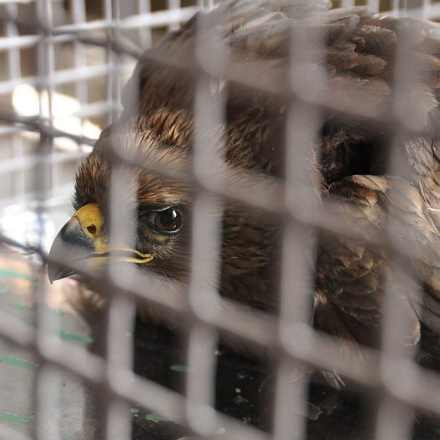 Delhi’s Jain Bird Hospital is Free