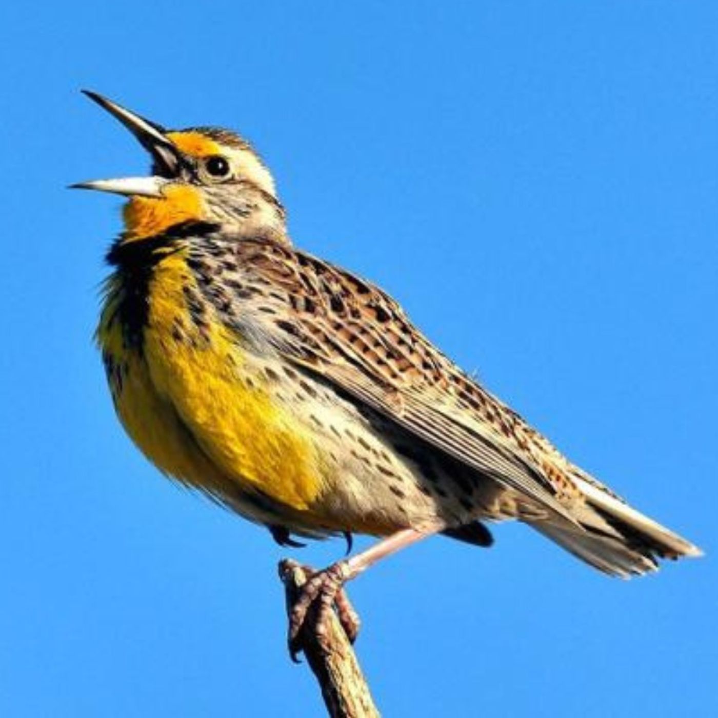 BirdNote Daily