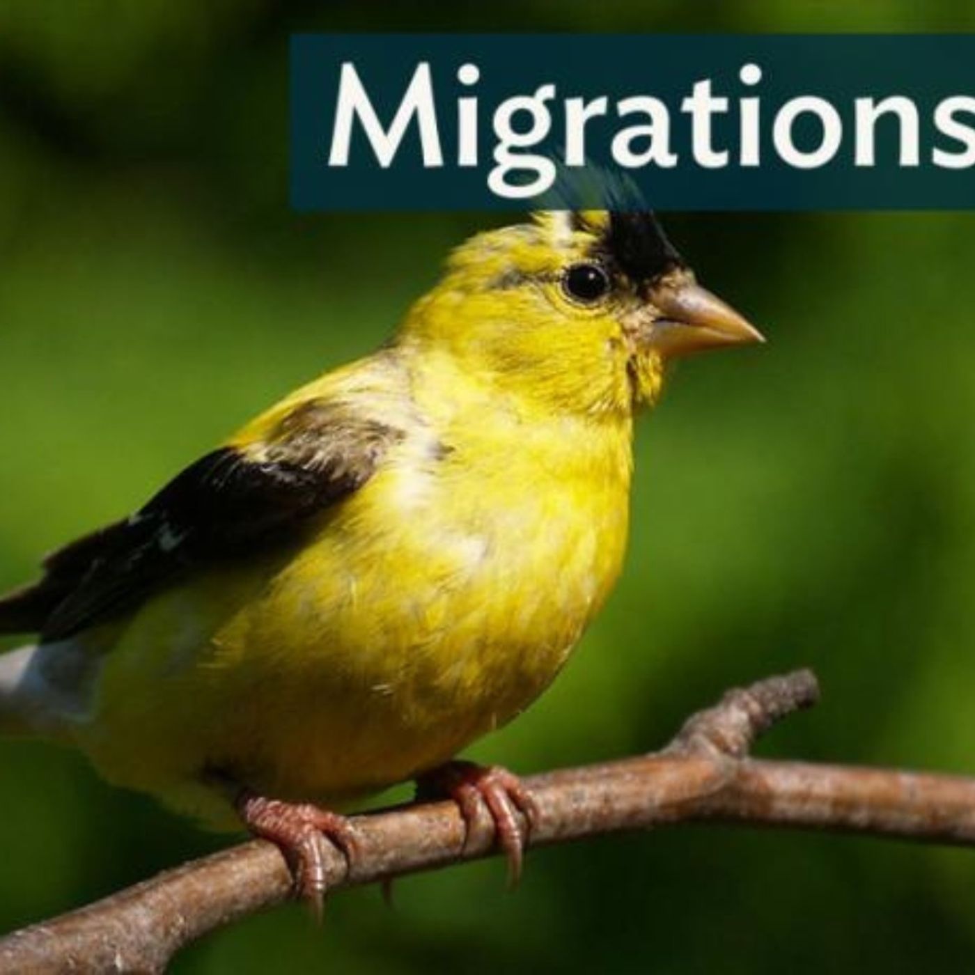 Migrations: Molt Migration