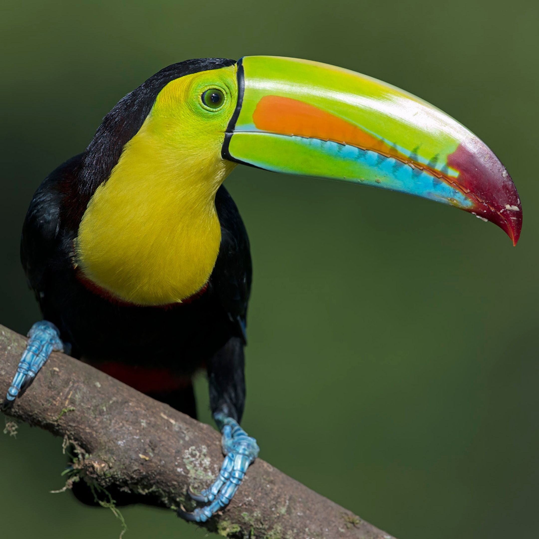 Rainbow-Billed Toucan: The Flying Banana