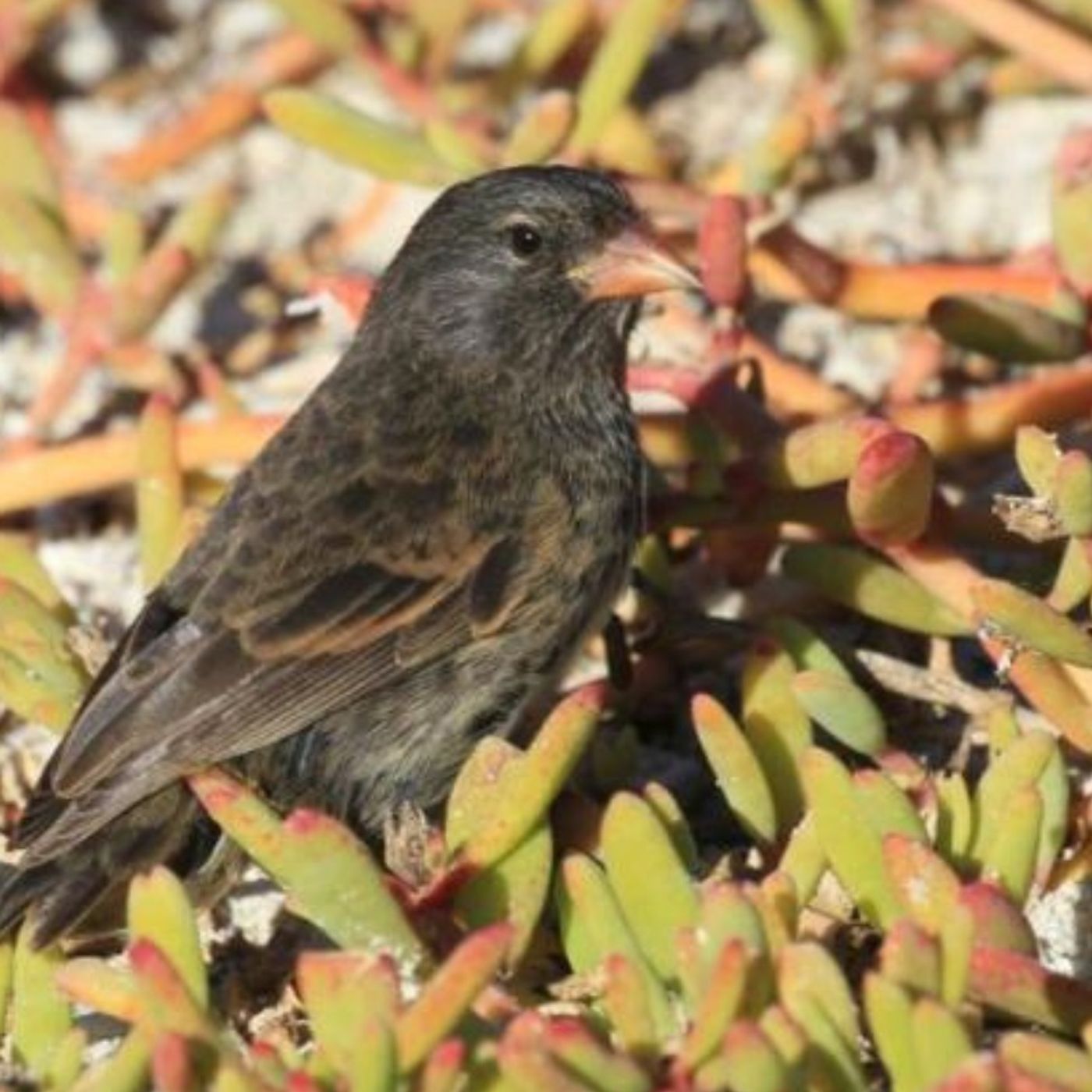 The Vampire Finch