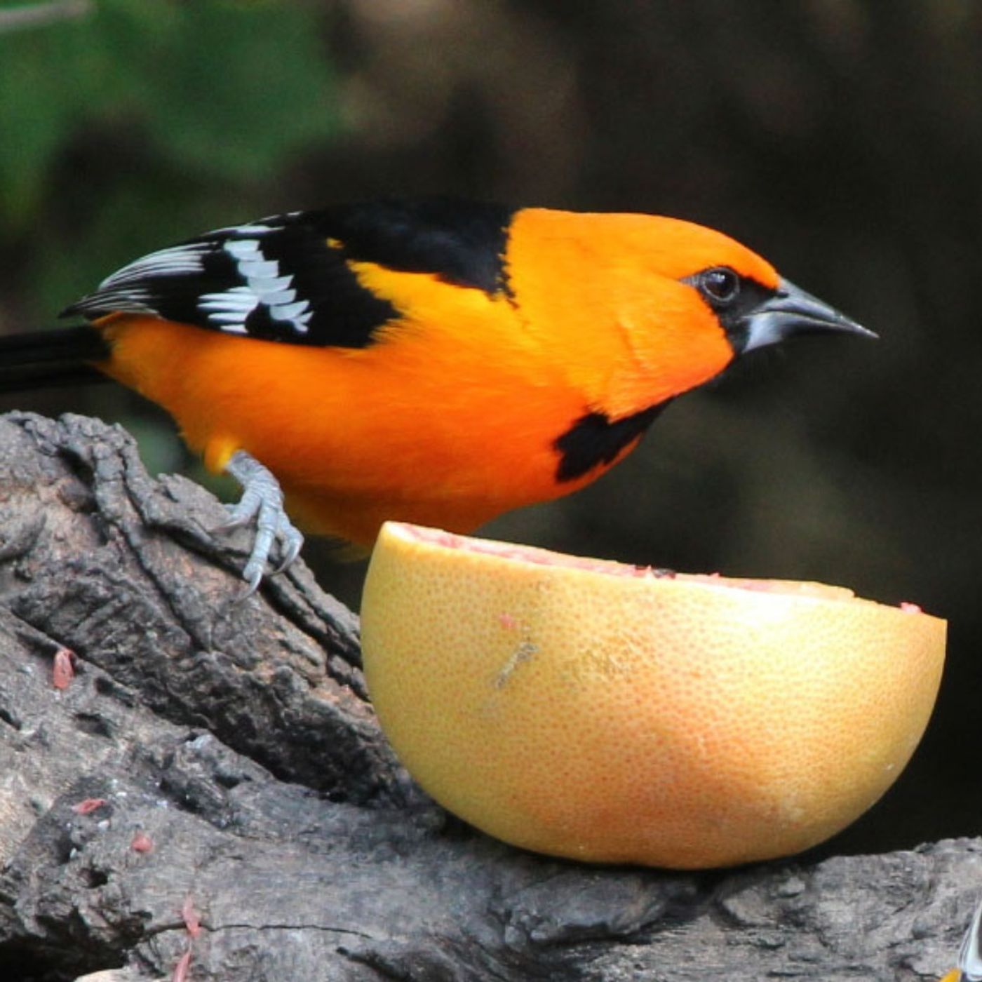 Altamira Oriole