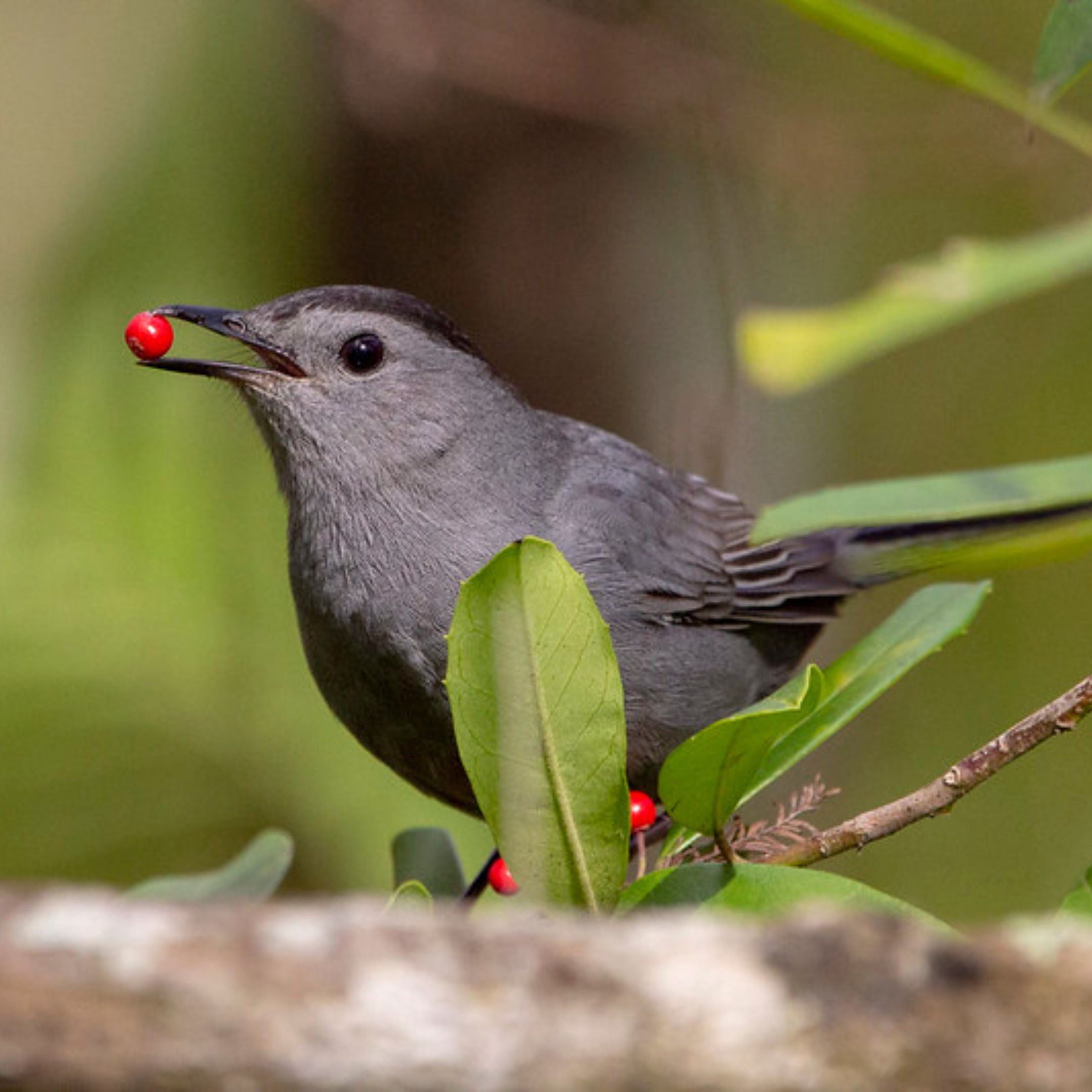 Birds, Berries and Germination