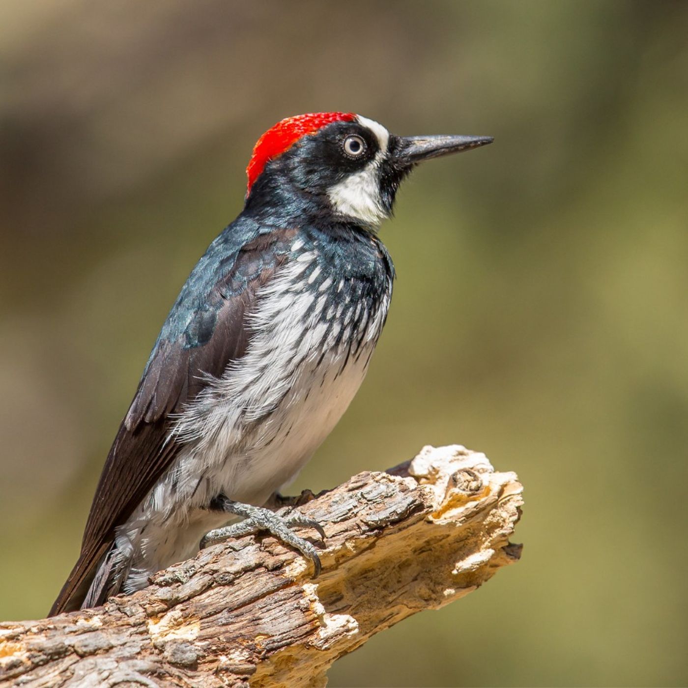 What Do Woodpeckers Do on Smoky Days?