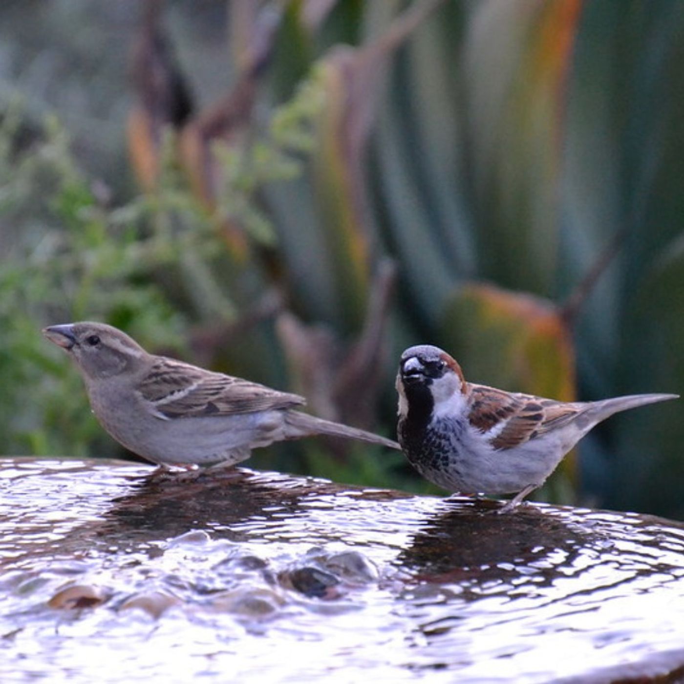 House Sparrow Pool Party
