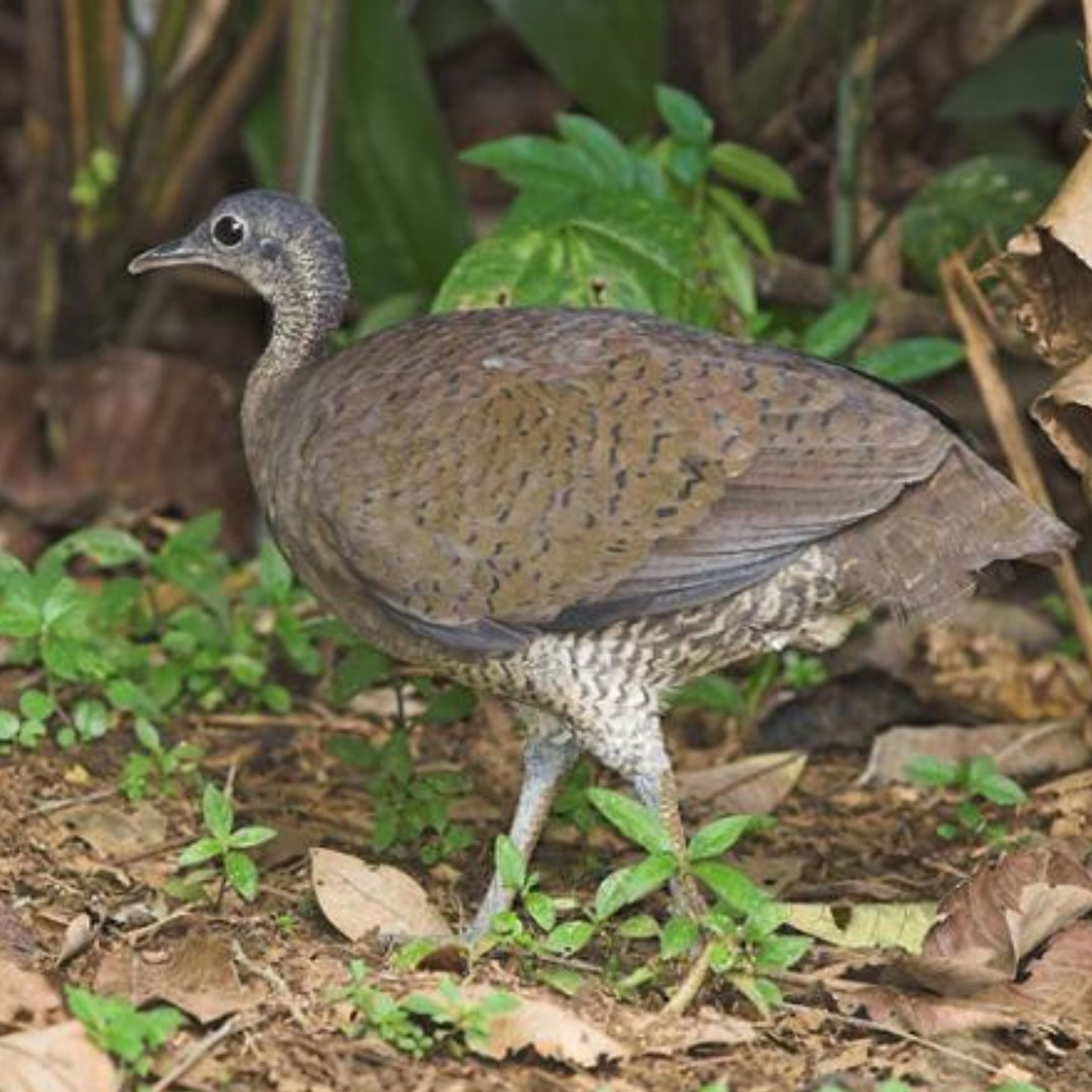 Great Tinamou, Eerie Voice in the Jungle