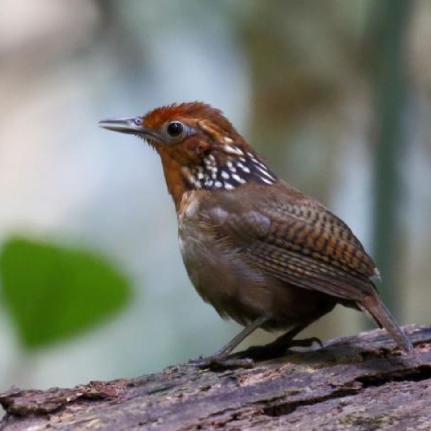 Wrens from North to South Wrens from North to South