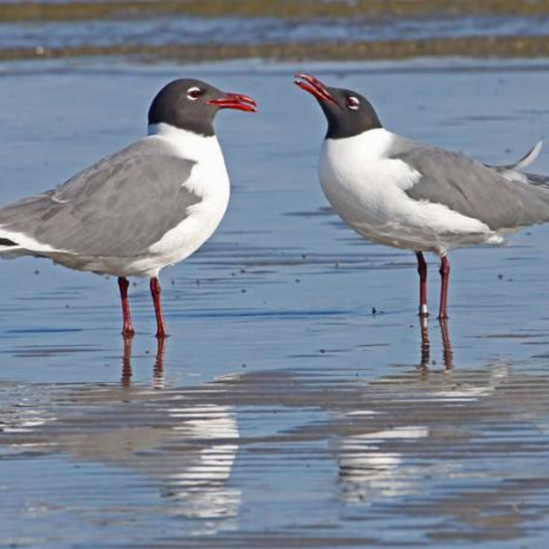 Gulls or ’Seagulls’?