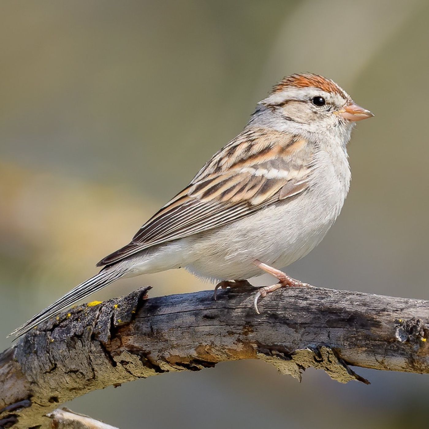 A Closer Look at Sparrows