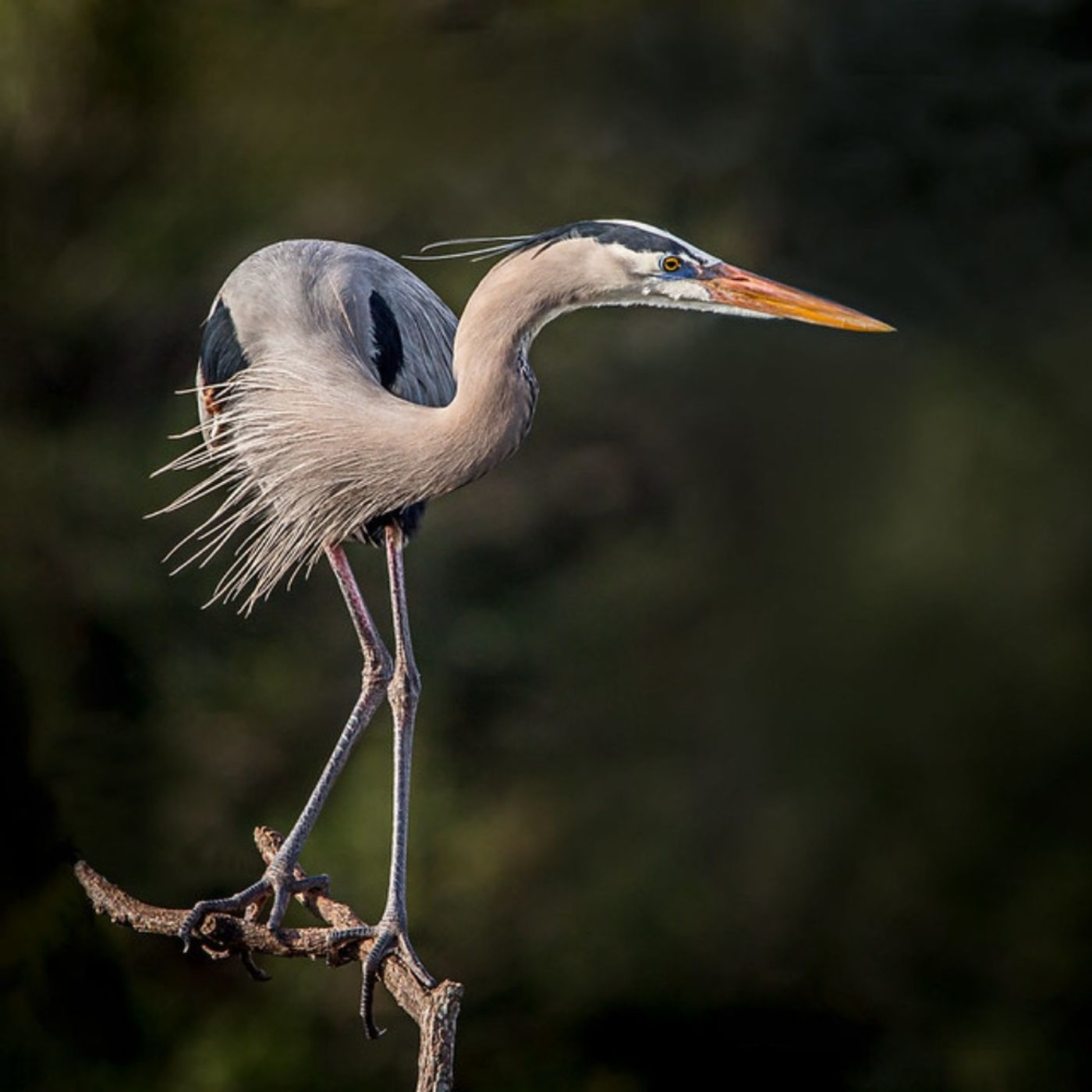 Spark Bird: Ryan Mandelbaum and the Great Blue Heron