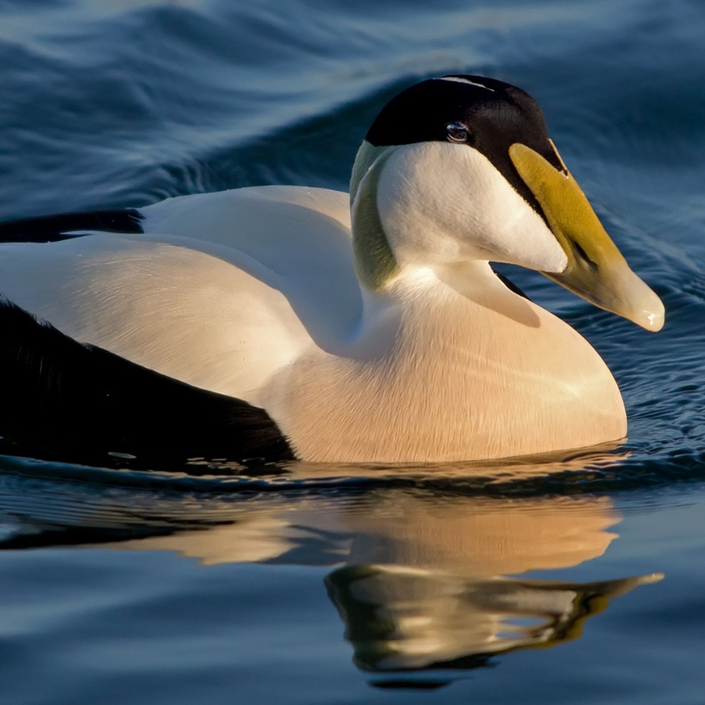 Hilarious Bird Sounds With Becca Rowland