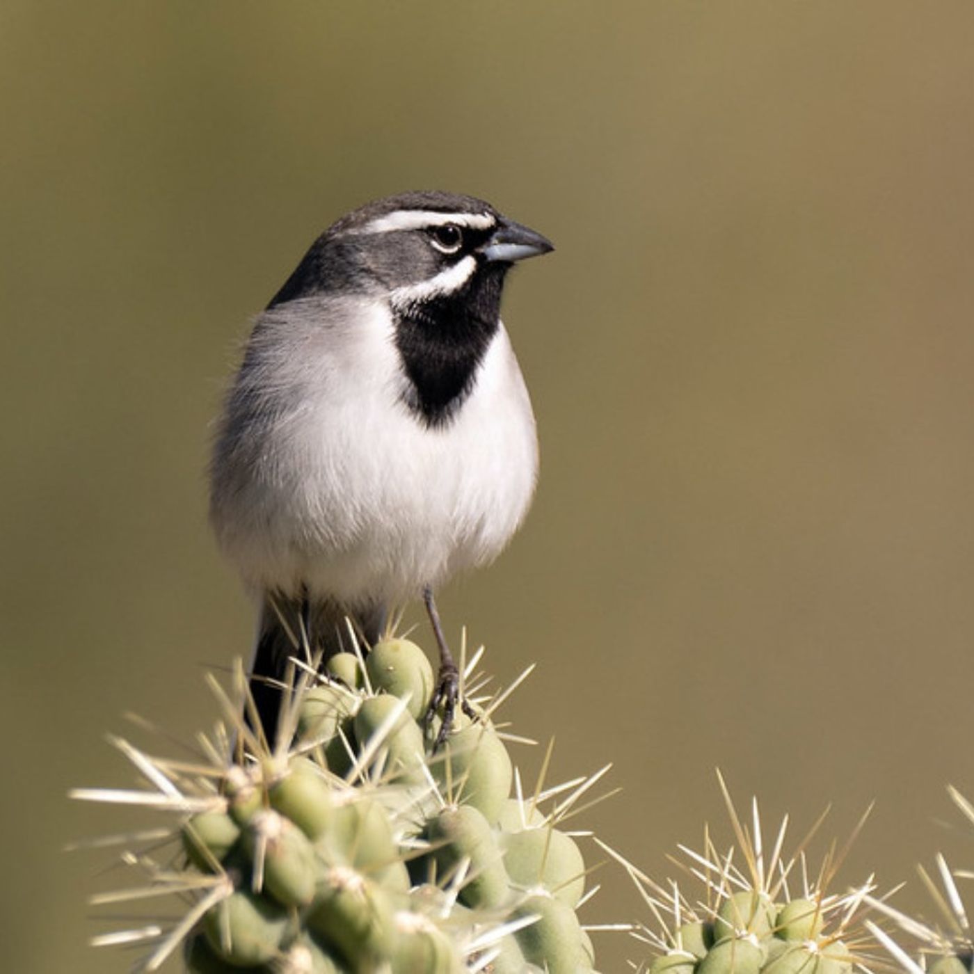 What Do Desert Birds Drink?