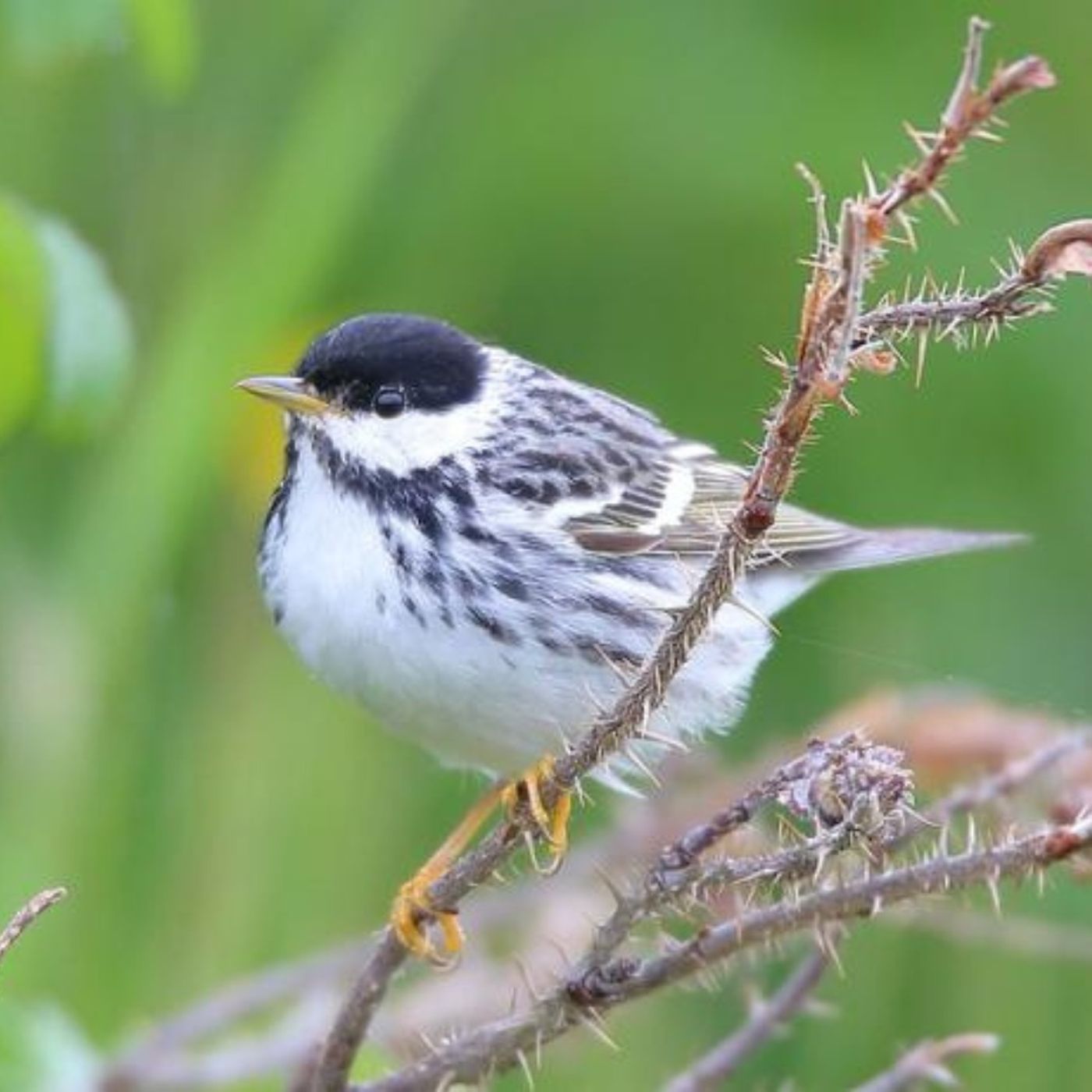 Migration and Fat