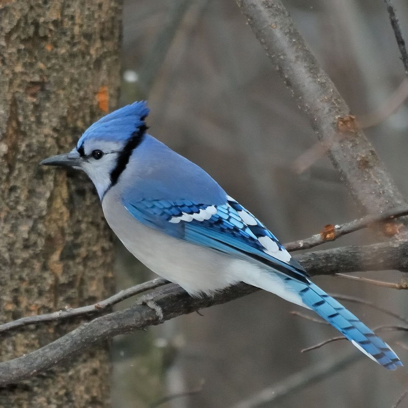 What Are Birds Saying with Their Crests?