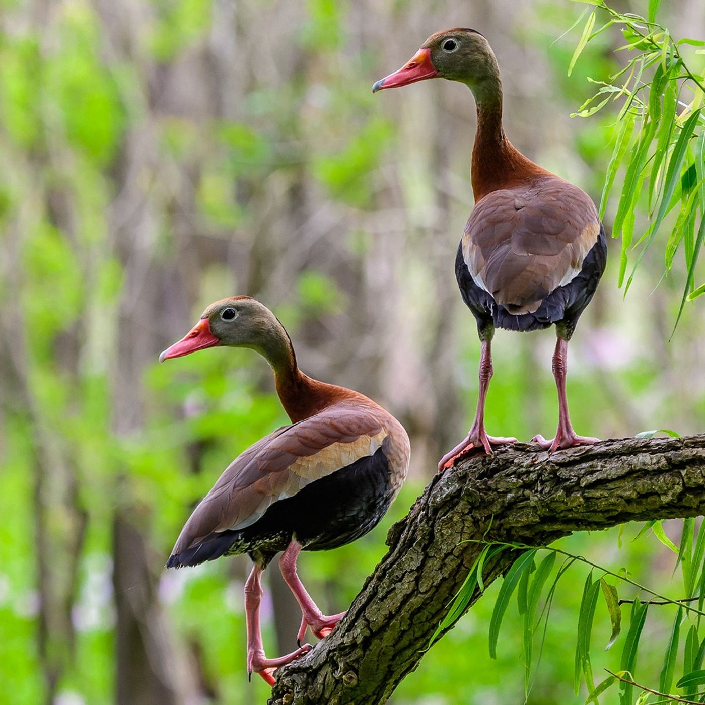Ducks That Whistle