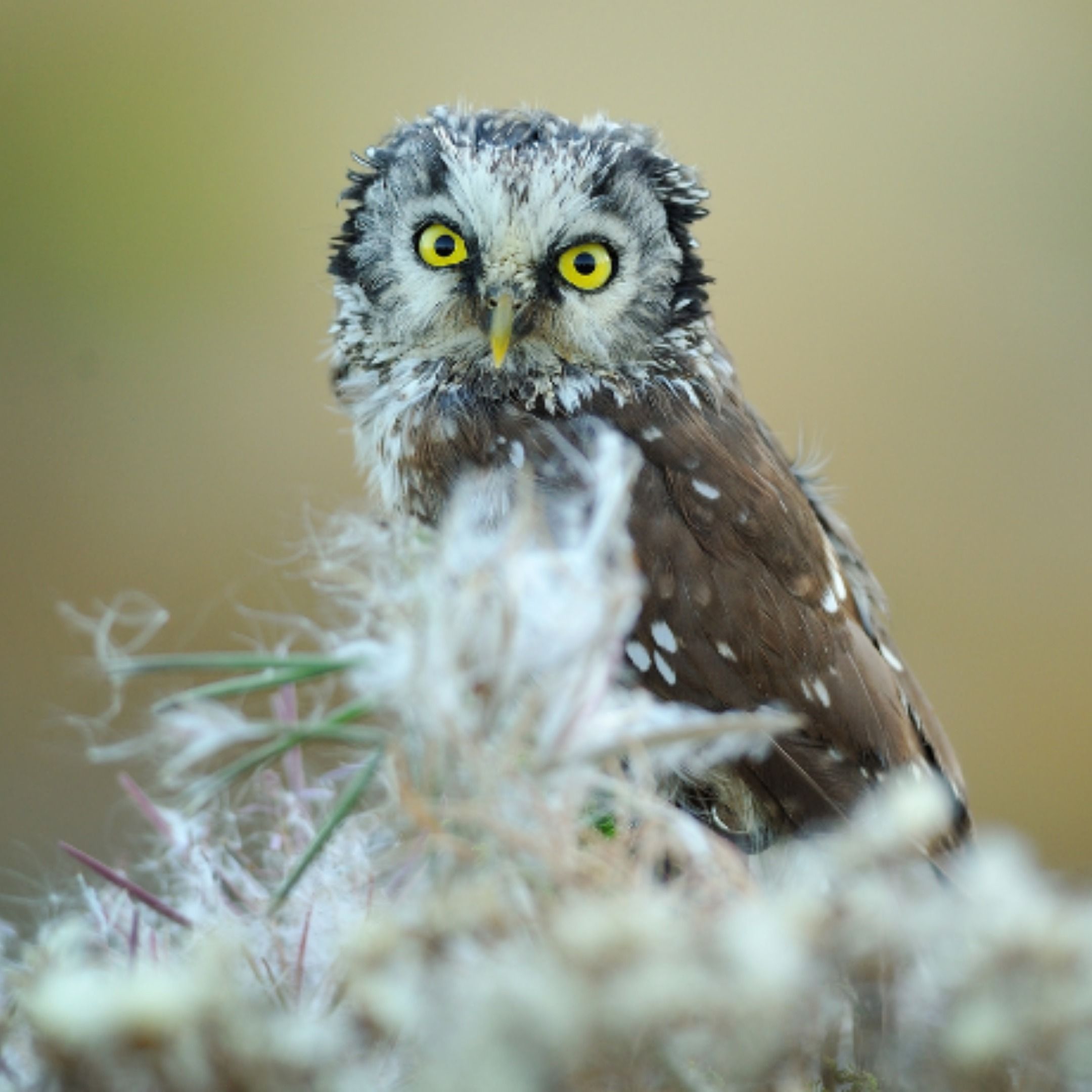 In the Dark with Boreal Owls