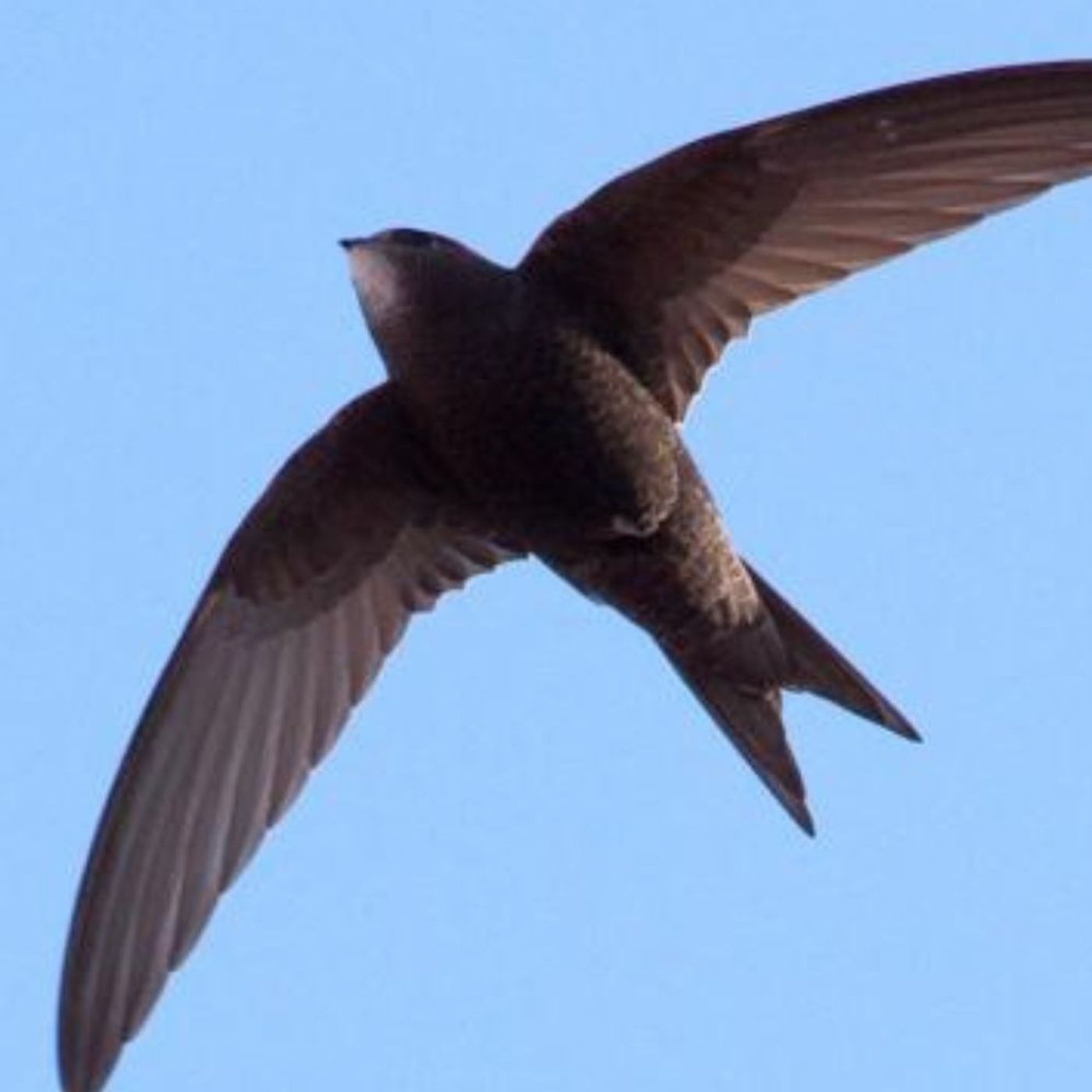 Swift Bricks
