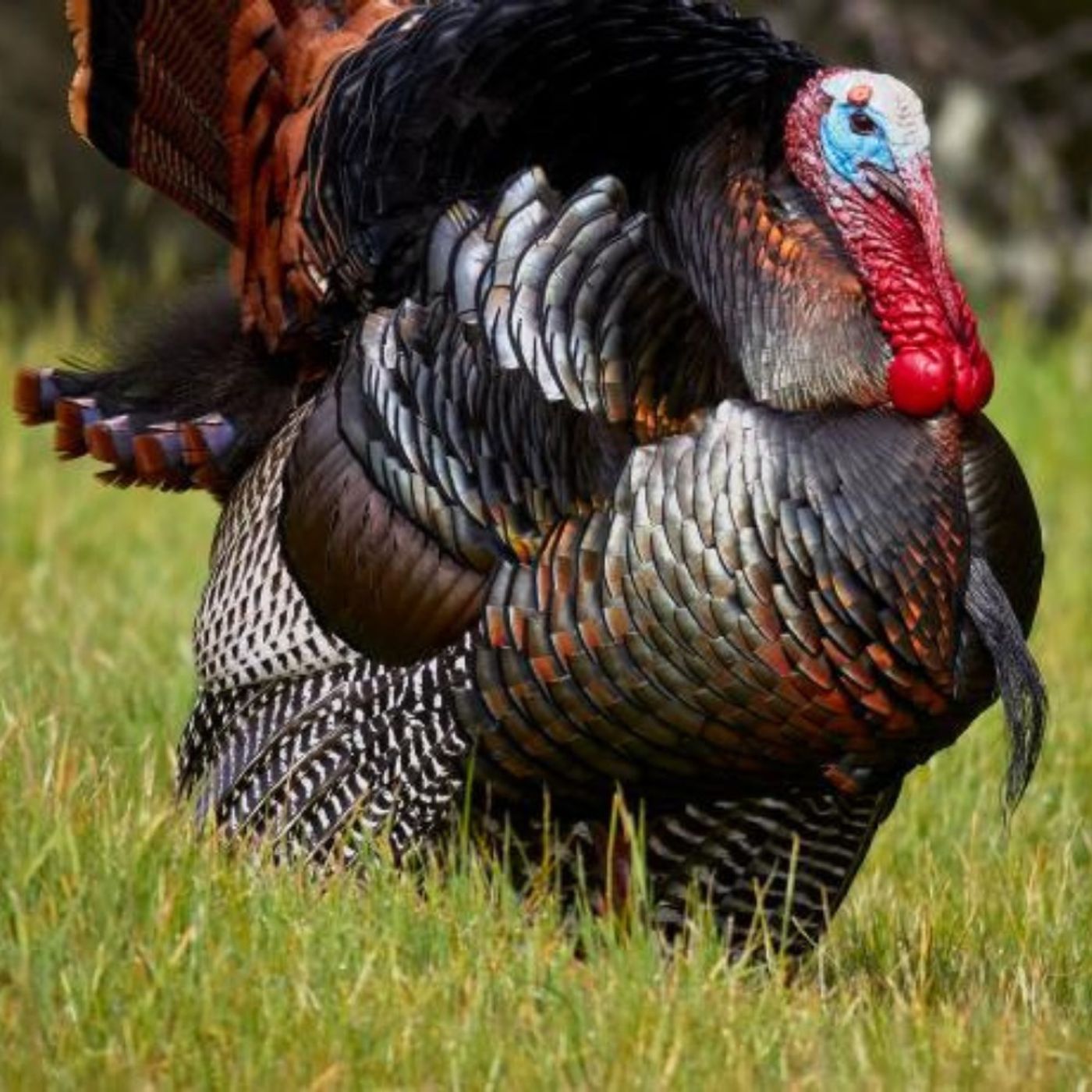 Have You Ever Seen a Tom Turkey's Beard?
