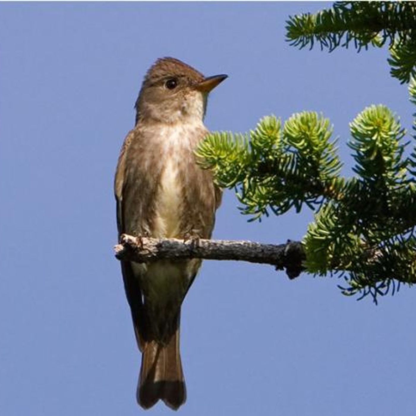 Olive-sided Flycatcher — BirdNote Daily cover
