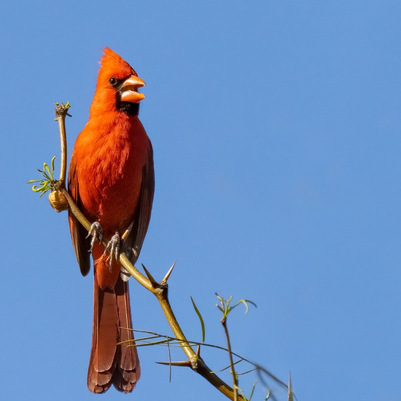 Rickie Lee Jones Sings To The Birds