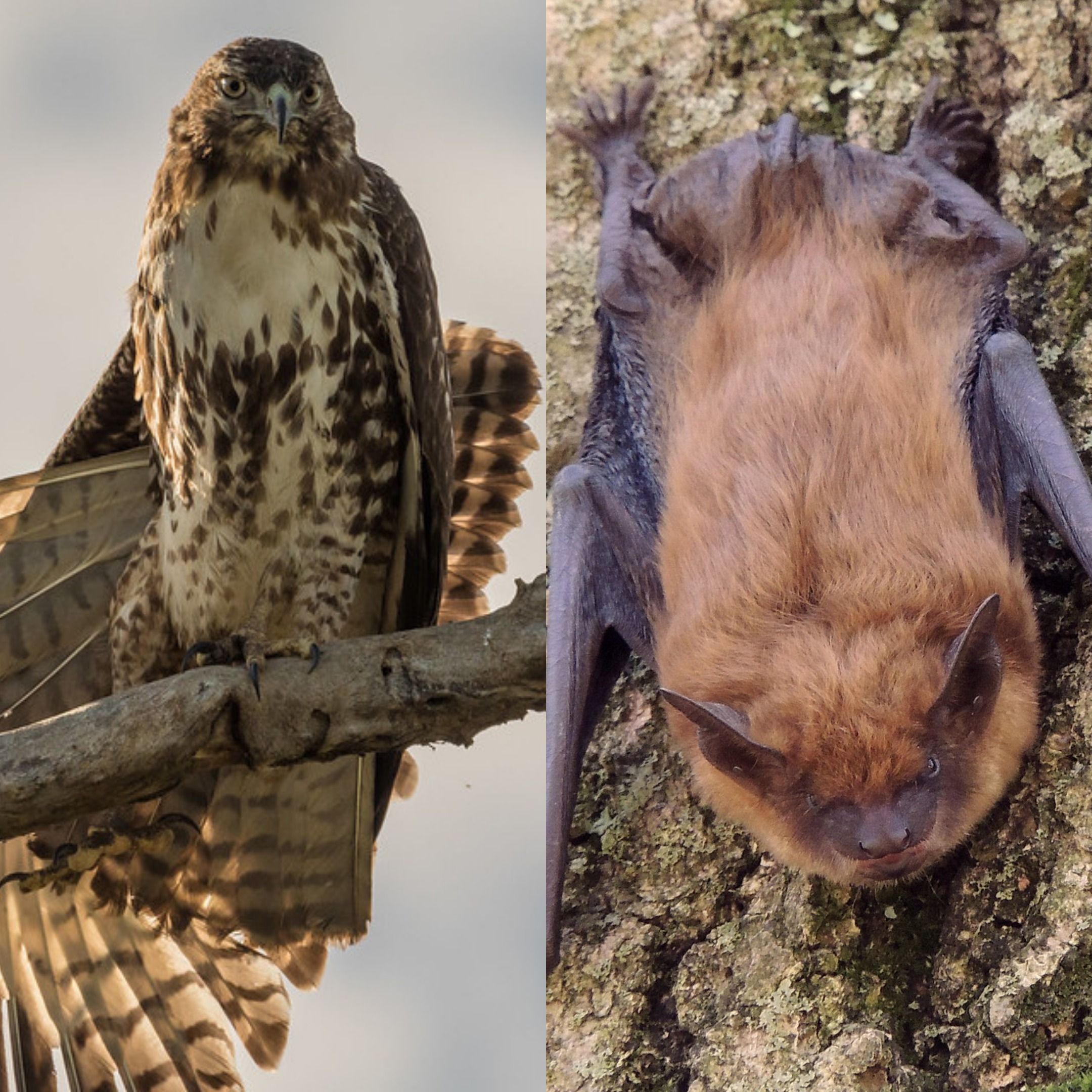 Flying with Birds and Bats