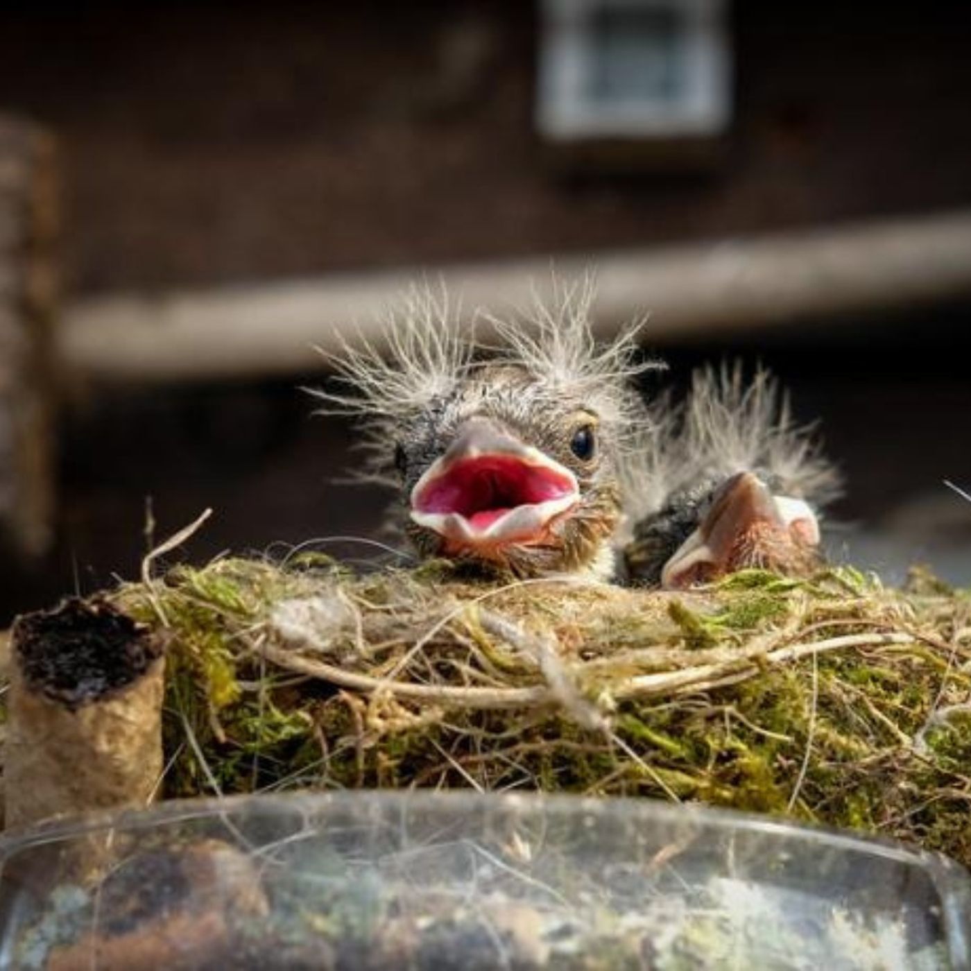 Bird Facts Stranger Than Fiction