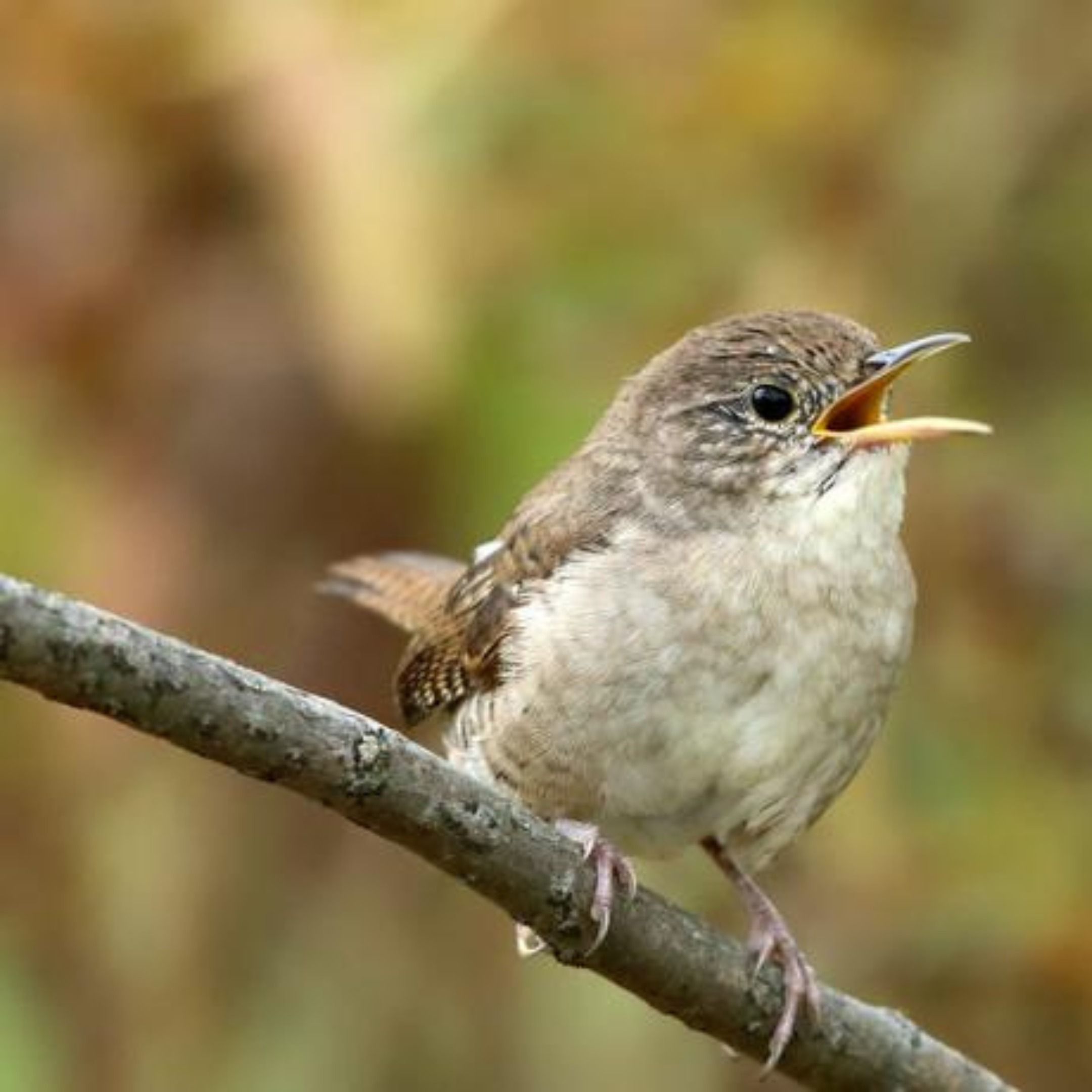 BirdNote Daily