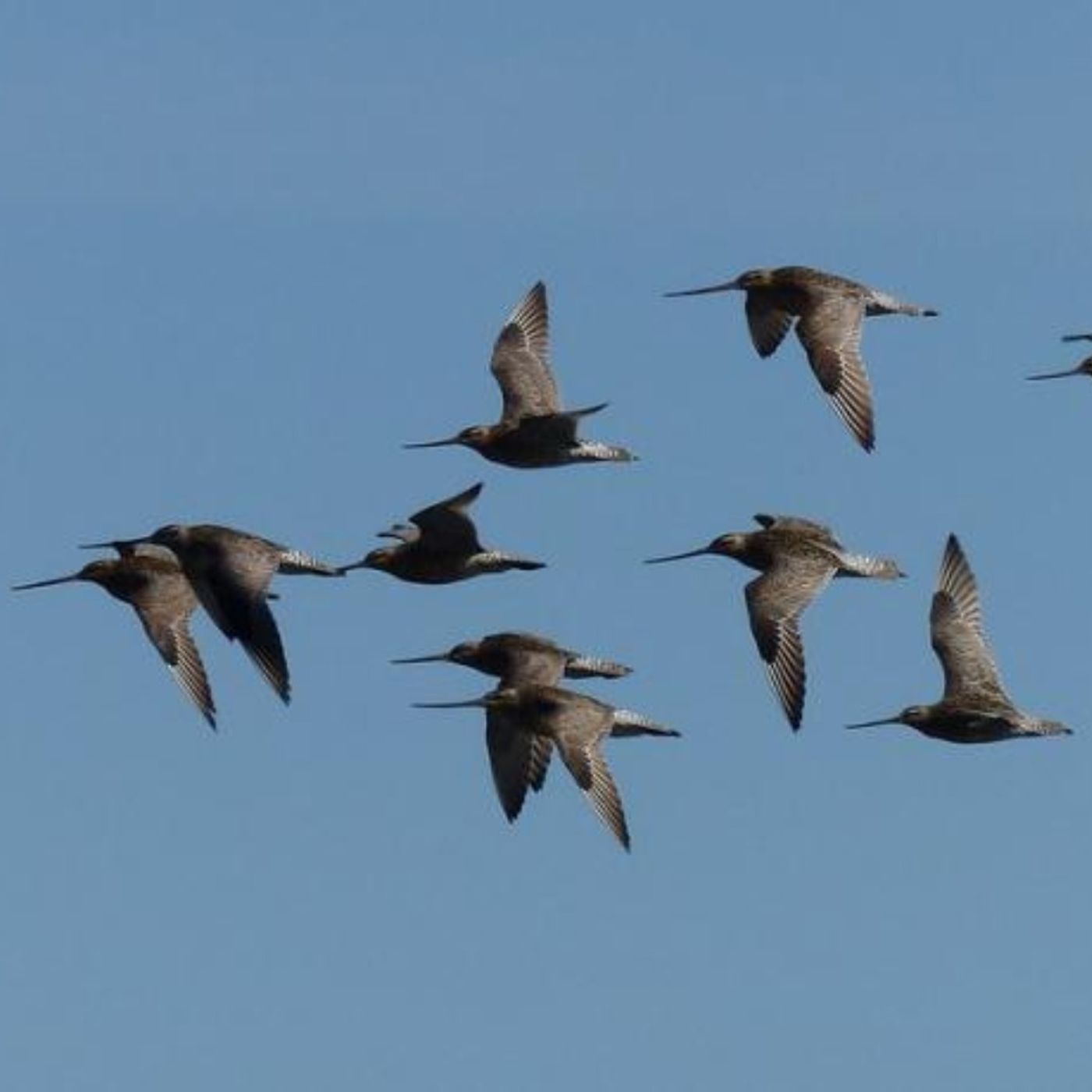 Precision Flight in Flocks: How Does It Work?