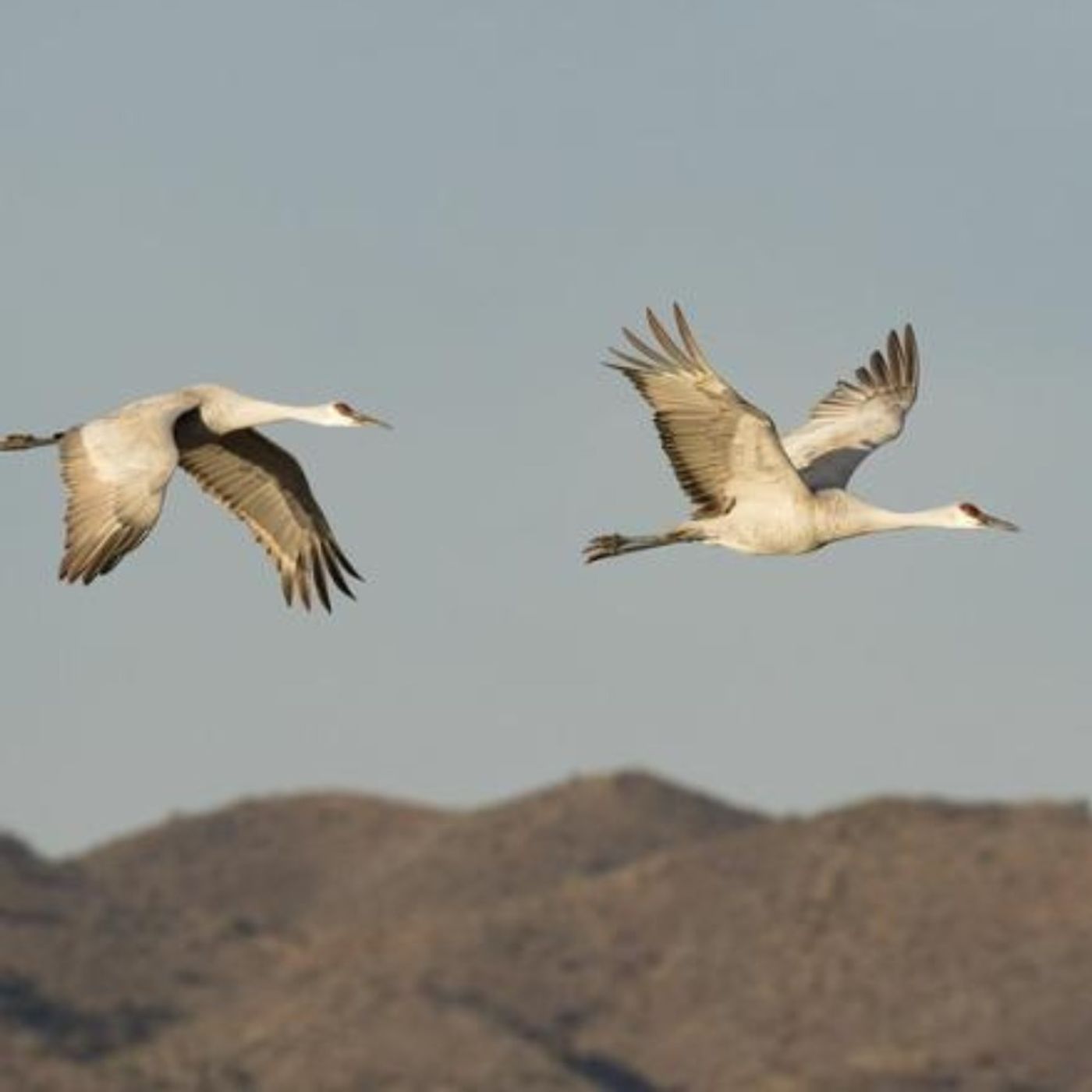 To Breathe Like a Bird
