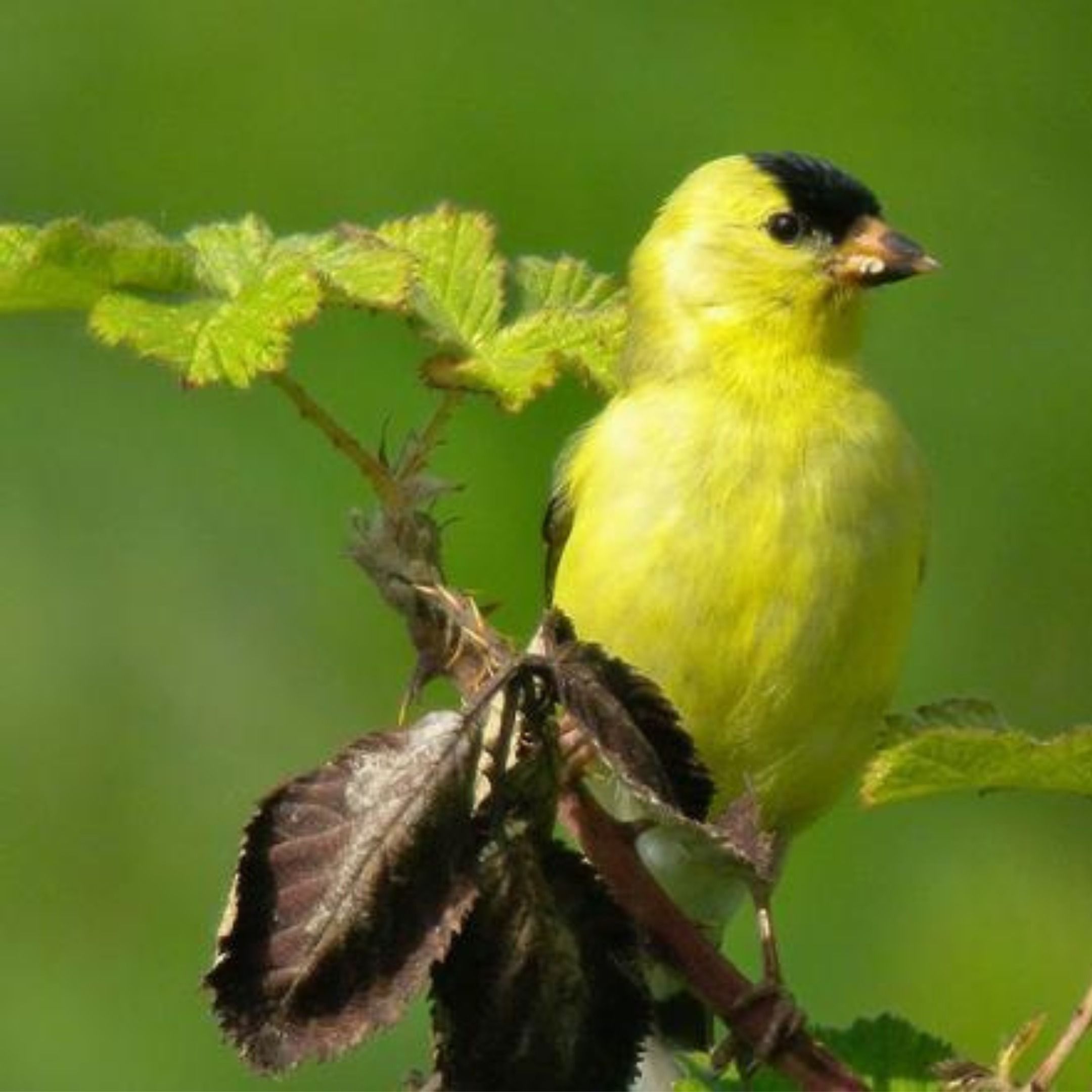 Birds Dress for Spring