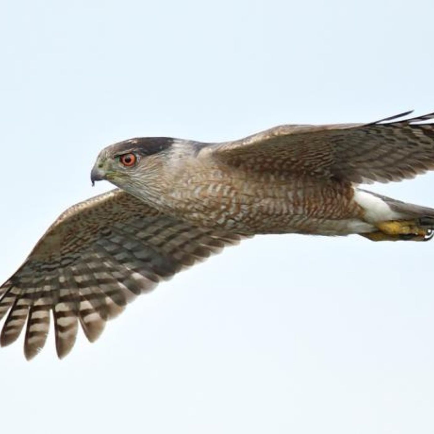 Identifying a Bird in Flight