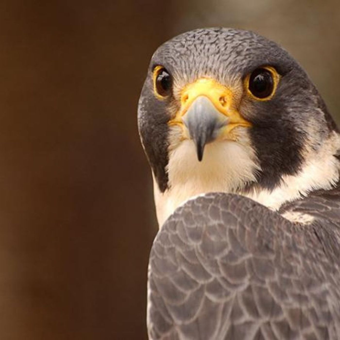 Rock Climbing Among the Peregrines episode artwork