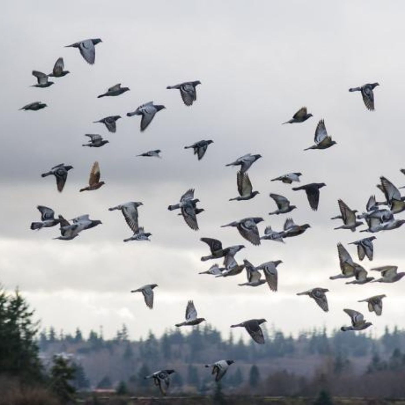 Pigeon Flocks Follow the Leader