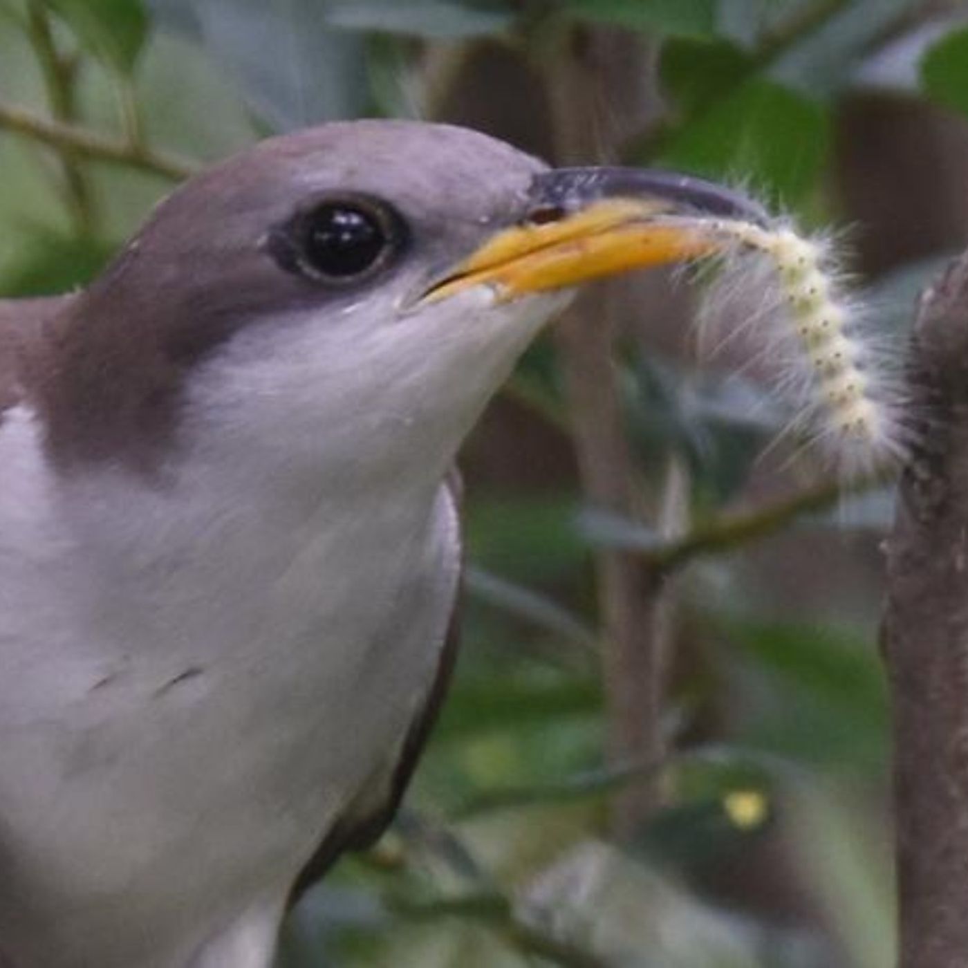 Yellow-Billed Cuckoo or Rain Crow?